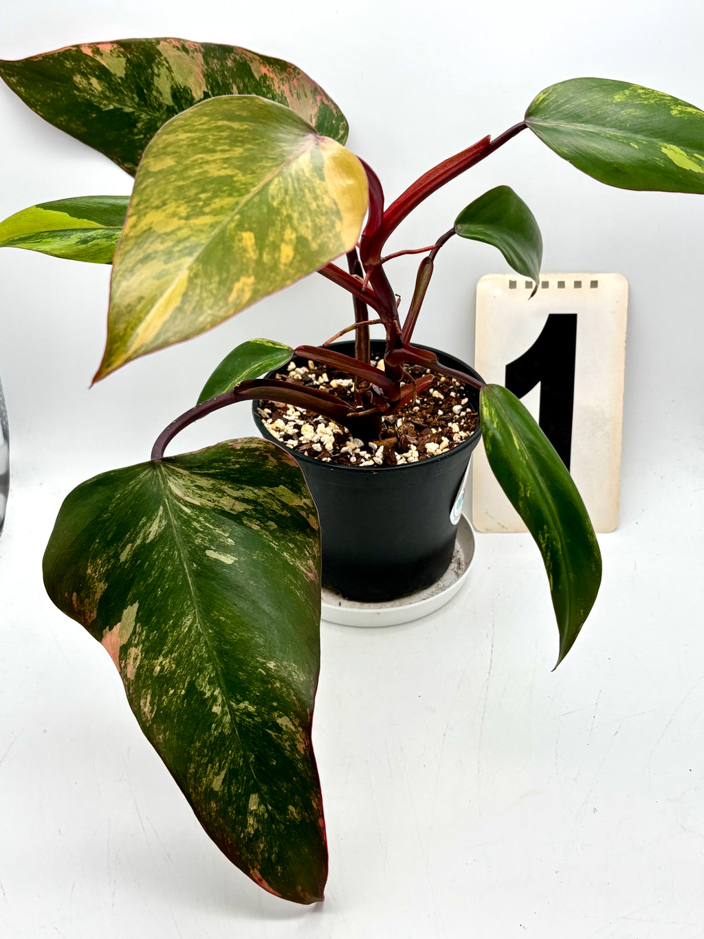 Philodendron Strawberry Shake - Exotic-Flowers