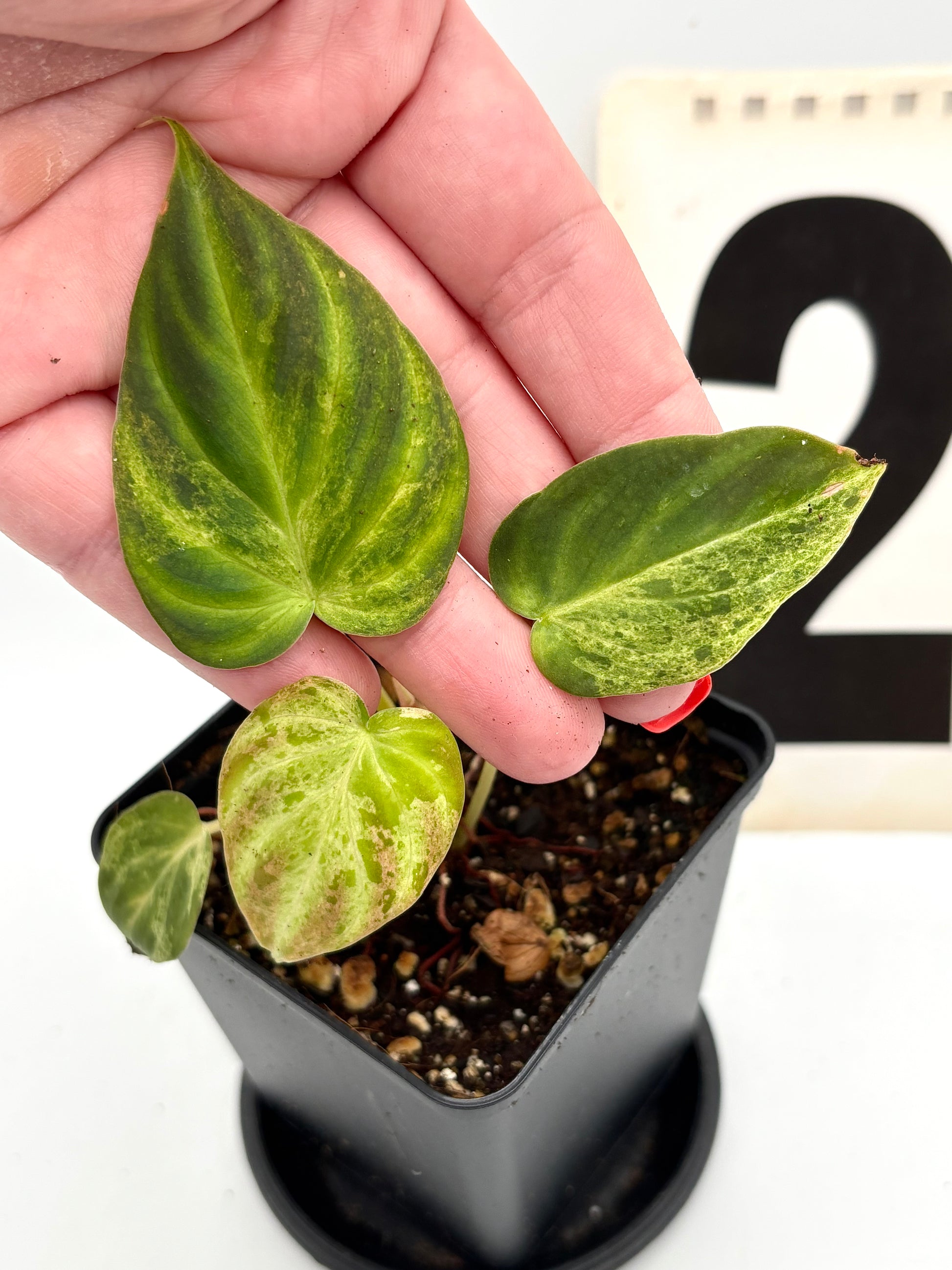 Philodendron Verrucosum Mint Variegata Pflanze mit grünen und weißen Blättern, von Exotic-Flowers, Nahaufnahme