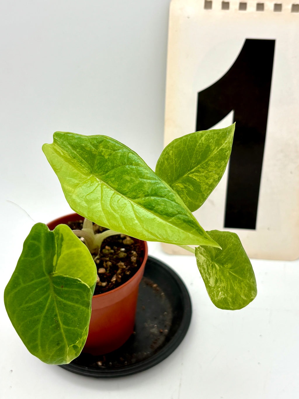 Alocasia Scalprum Variegata