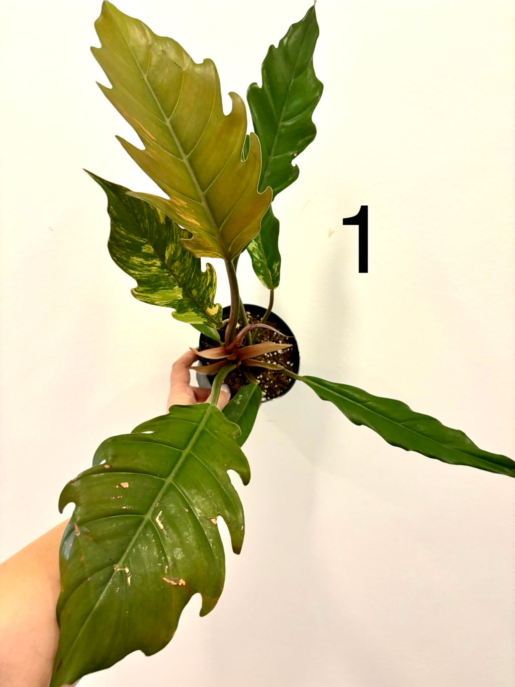Philodendron Caramel Marble Pflanze von Exotic-Flowers mit grün-weißen Blättern, Zimmerpflanze, Nahaufnahme