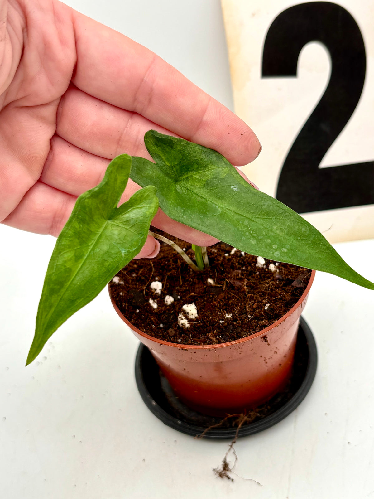 Alocasia Sabrina Variegata Pflanze von Exotic-Flowers mit großem, grün-weiß marmoriertem Blatt auf dunklem Hintergrund