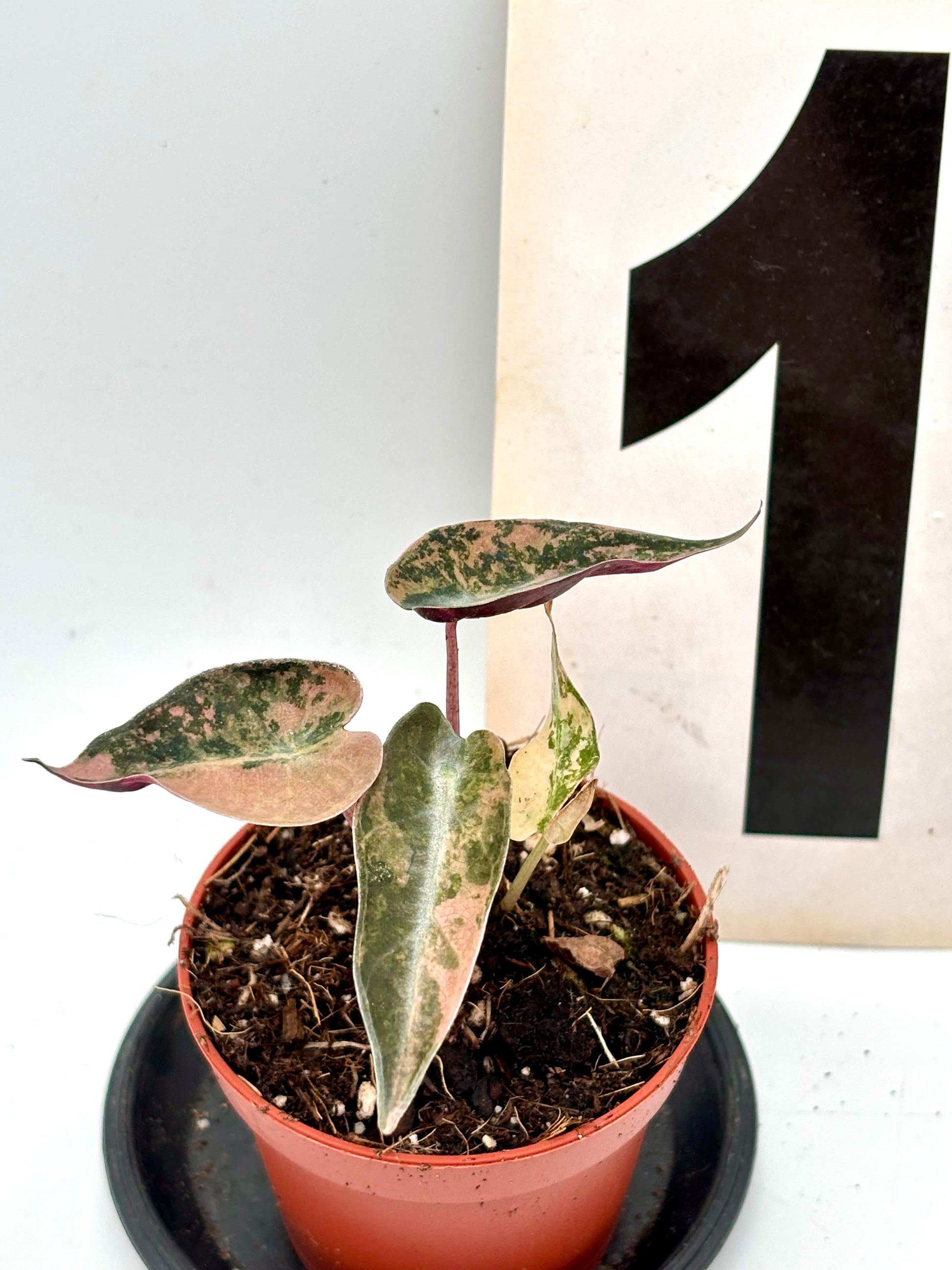 Alocasia Bambino Aurea Variegata