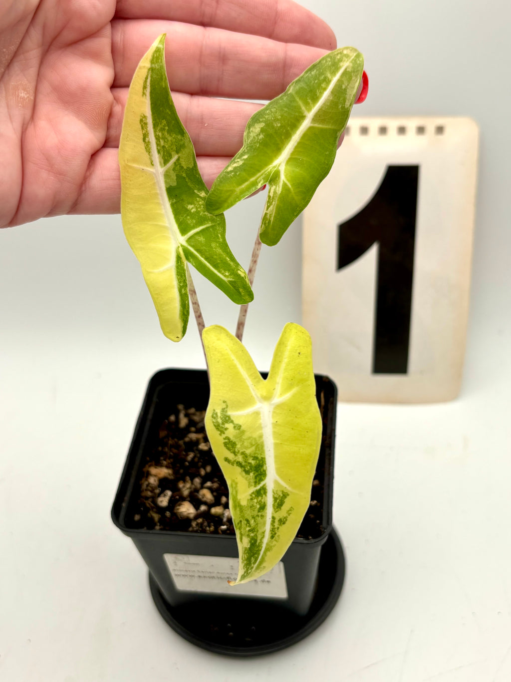 Alocasia Sarian Aurea Variegata Pflanze mit großen grünen und gelb-weißen, variegierten Blättern, exotische Zimmerpflanze