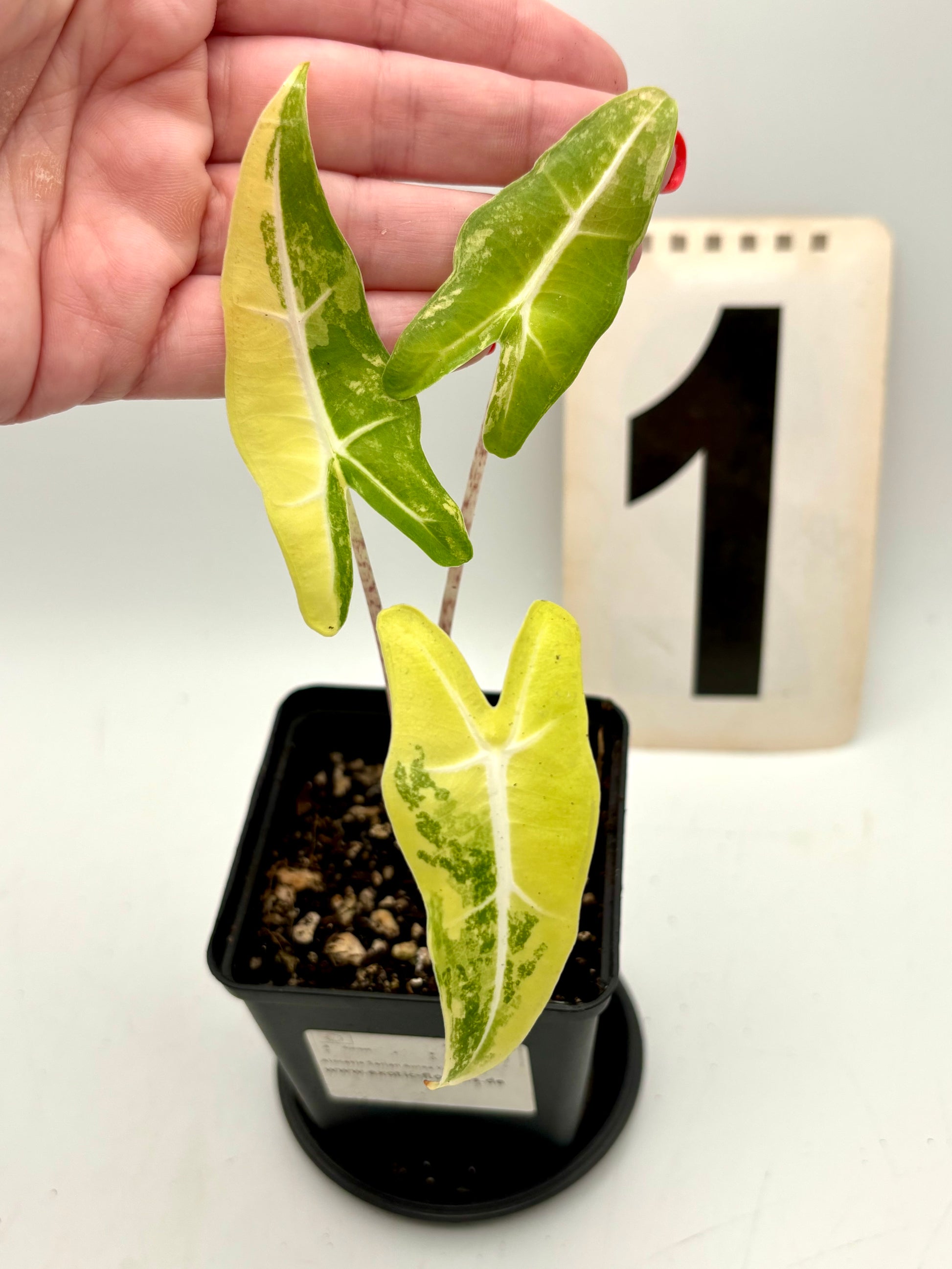 Alocasia Sarian Aurea Variegata Pflanze mit großen grünen und gelb-weißen, variegierten Blättern, exotische Zimmerpflanze