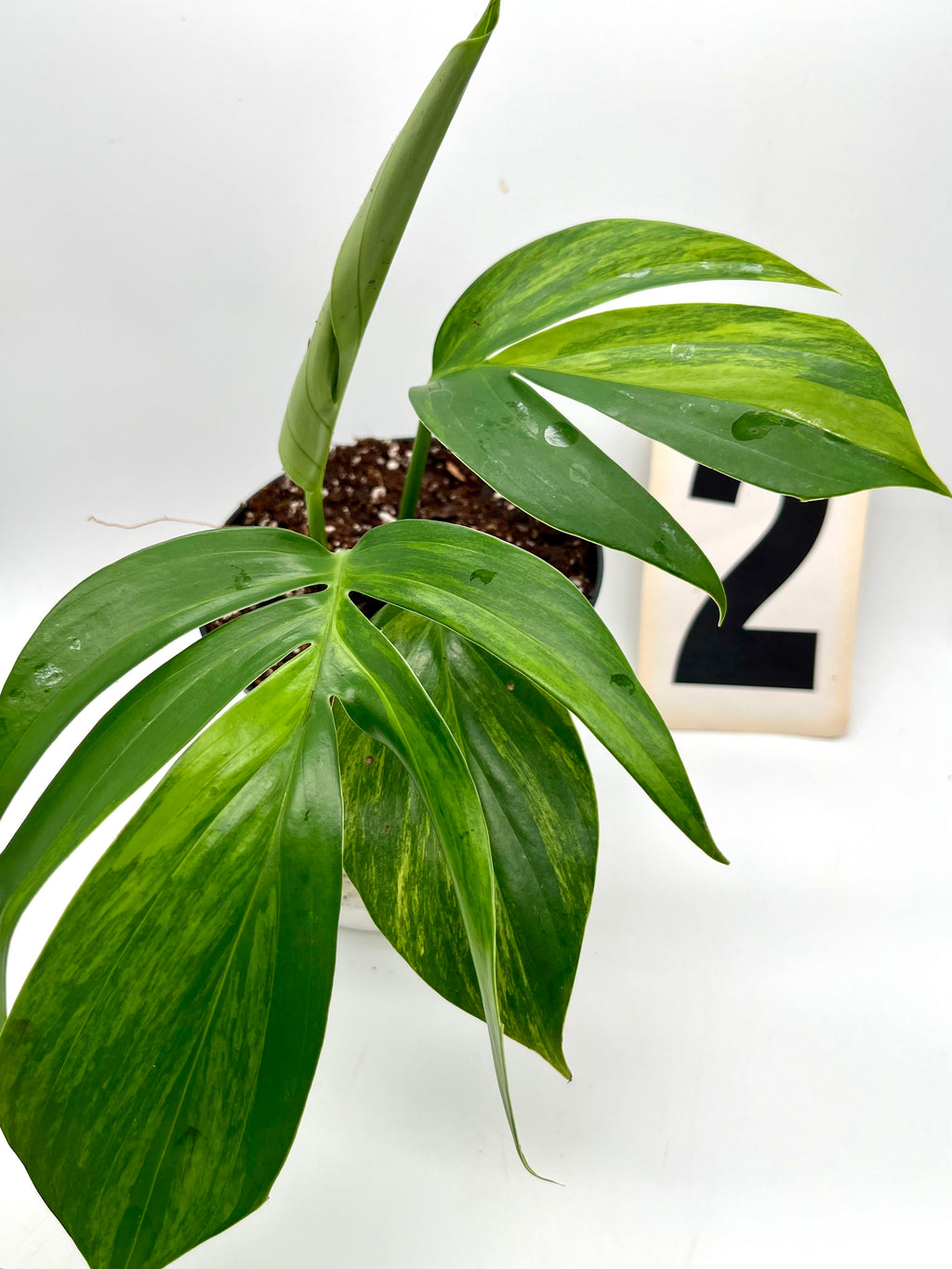 Philodendron Dragon Tail Variegata