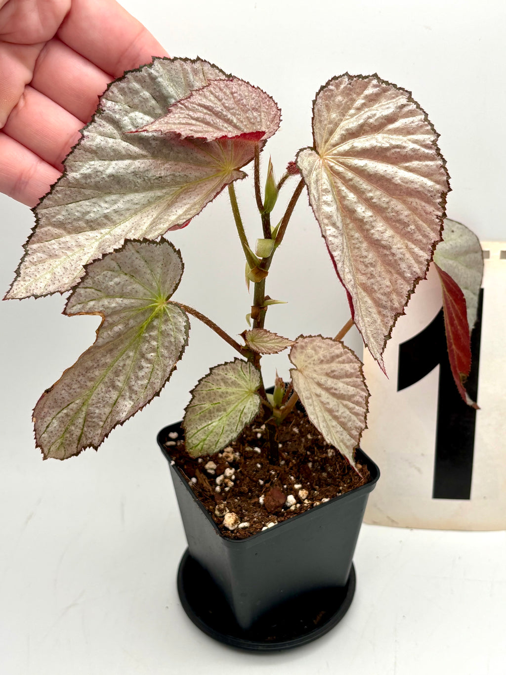 Begonia Two Face - Exotic-Flowers