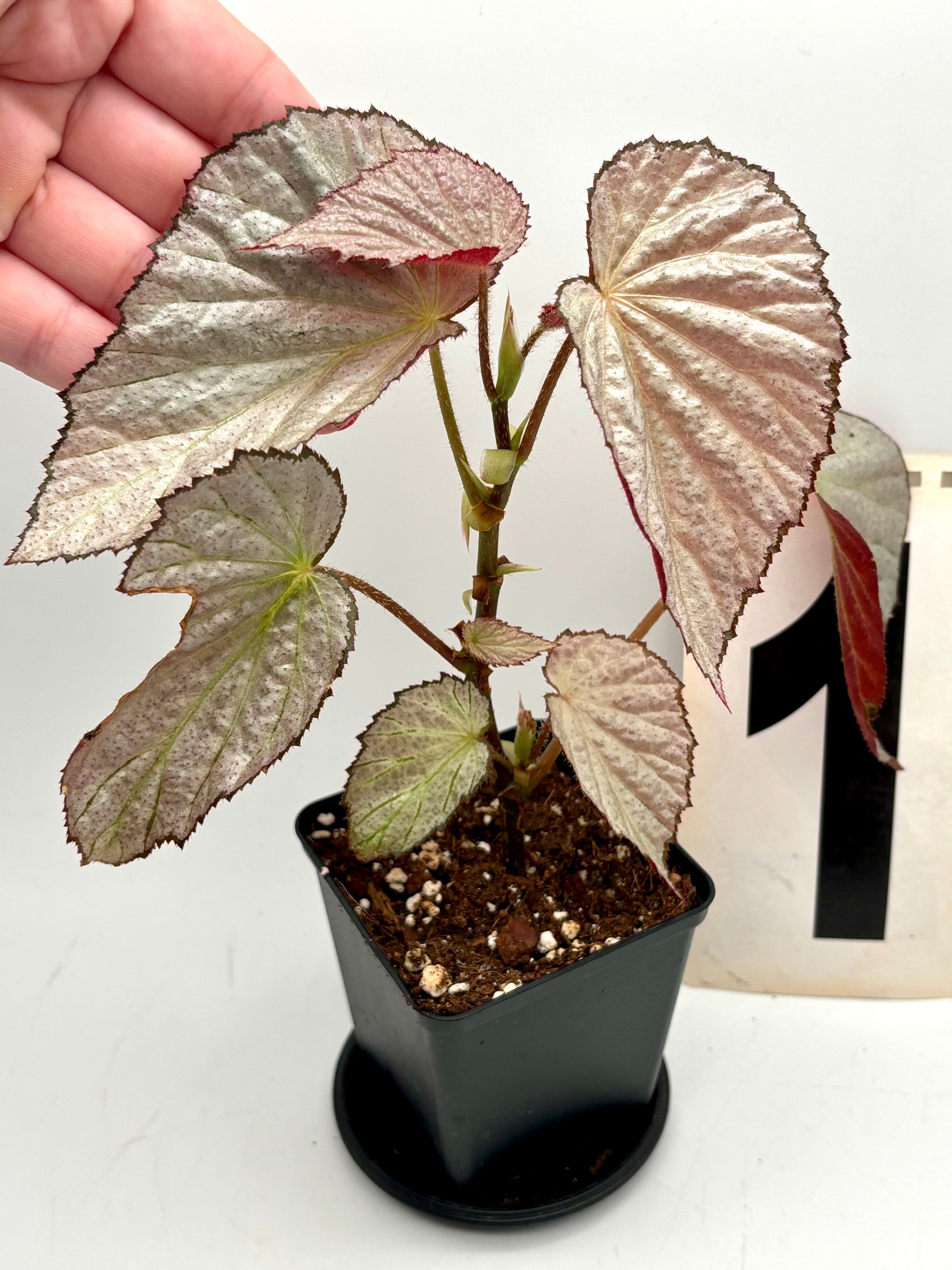 Begonia Two Face - Exotic-Flowers