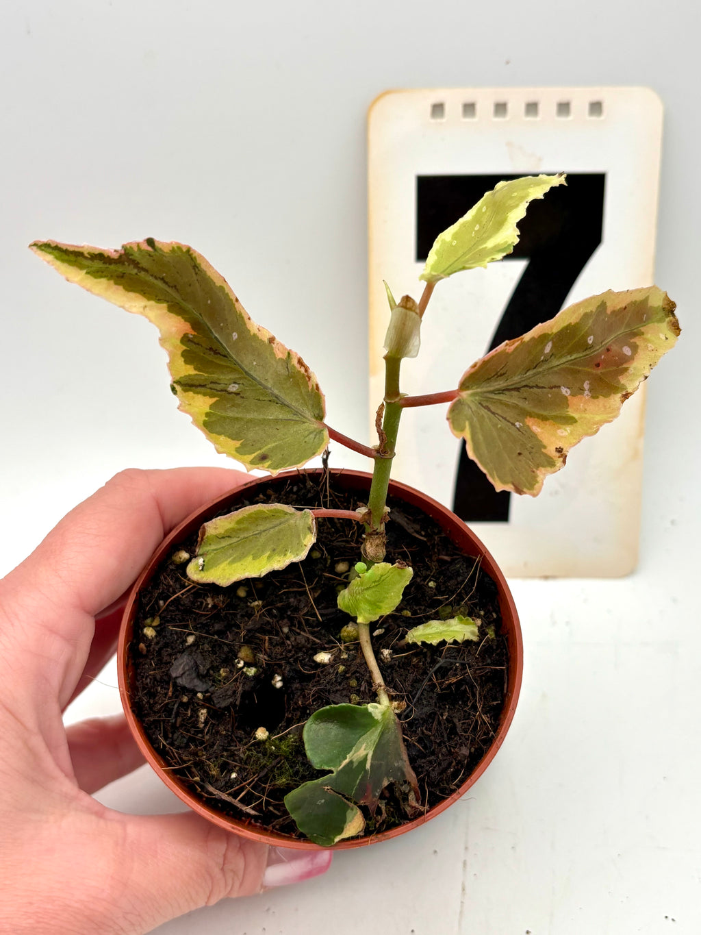 Begonia Dainty Spray Sport Variegata, mehrfarbige Blattsprays, exotische Zimmerpflanze mit bunten, variierten Blättern.