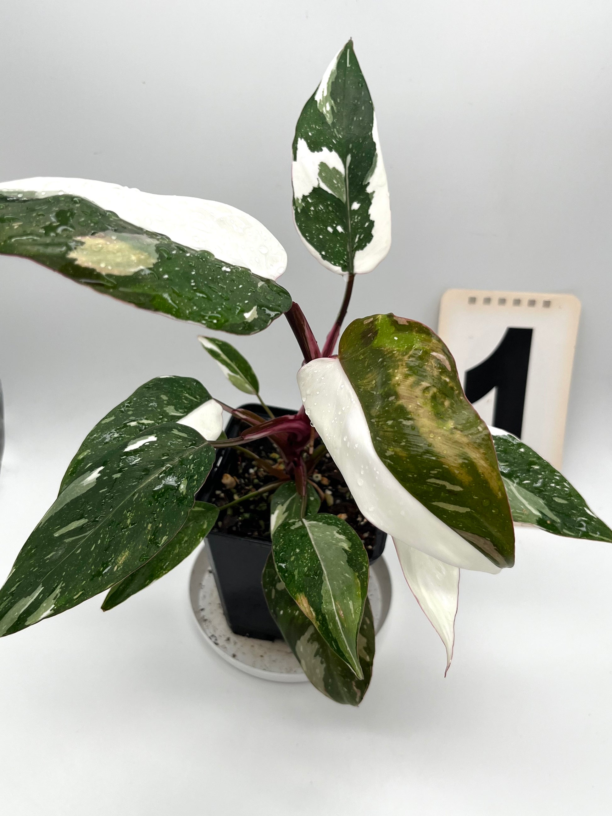 Philodendron Red Anderson