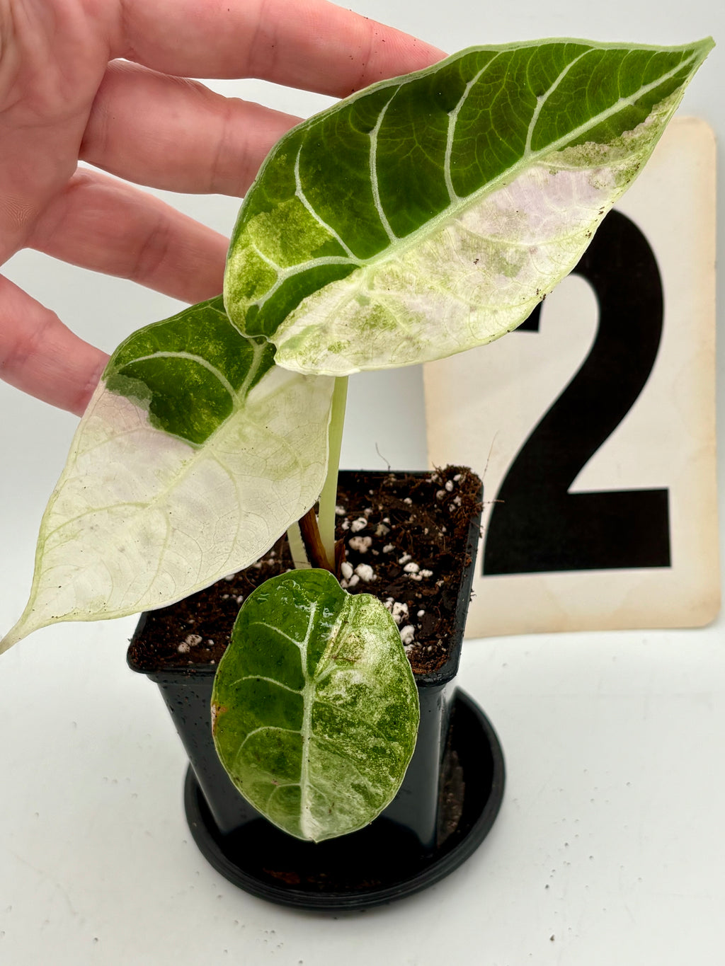 Alocasia Watsoniana Doff Variegata Pflanze mit grünen und weißen variegierten Blättern, exotische Zimmerpflanze von Exotic-Flowers