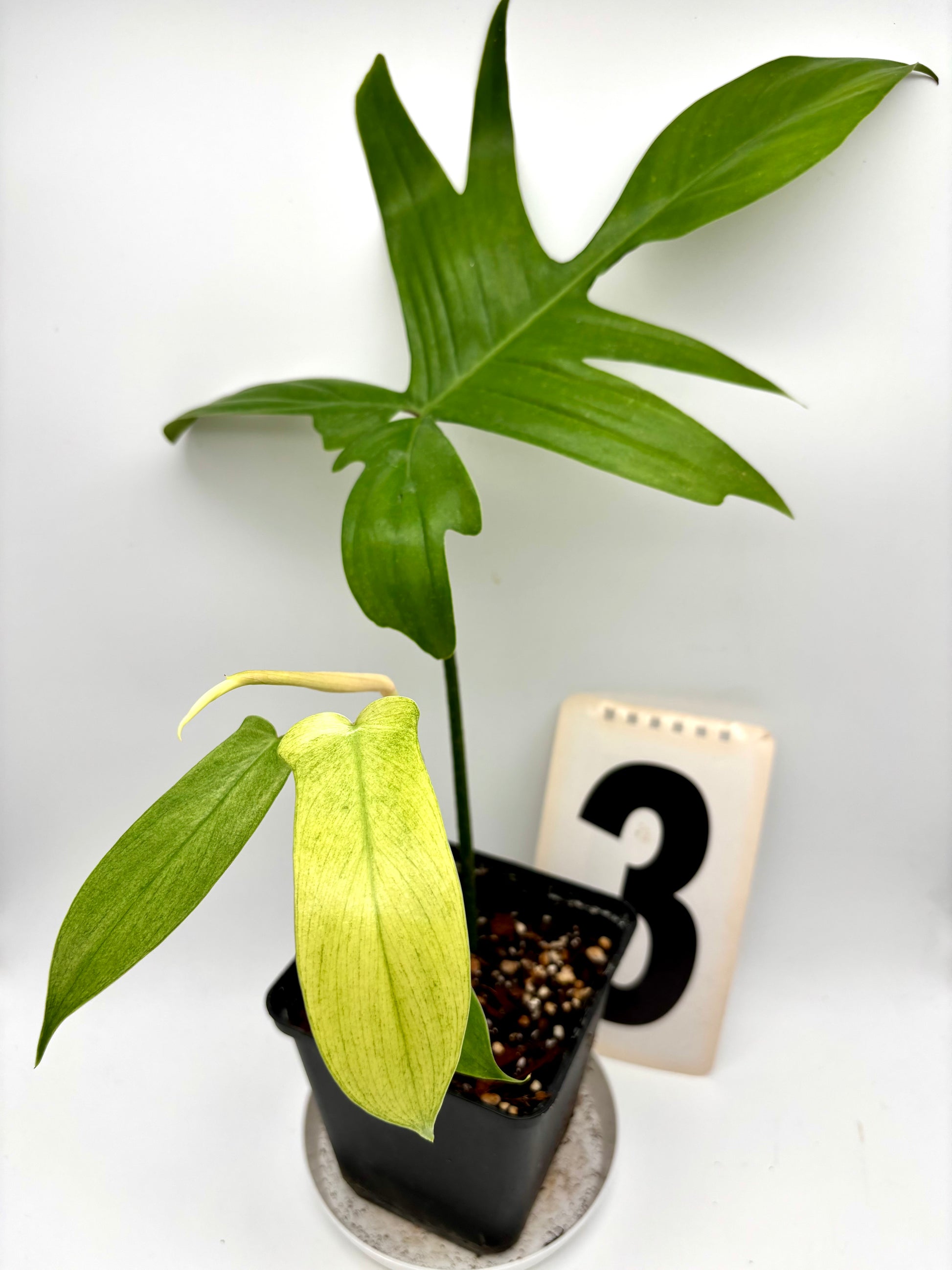 Philodendron Florida Ghost