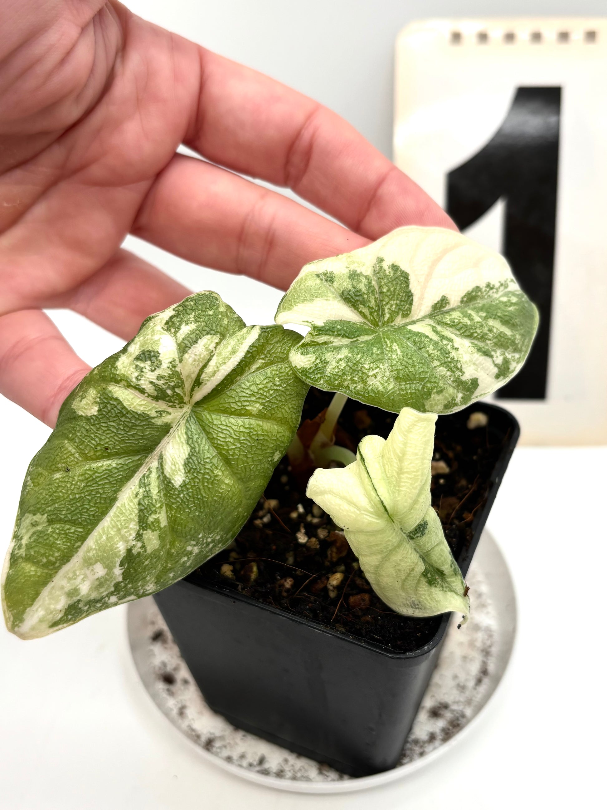 Alocasia Melo Albo Variegata