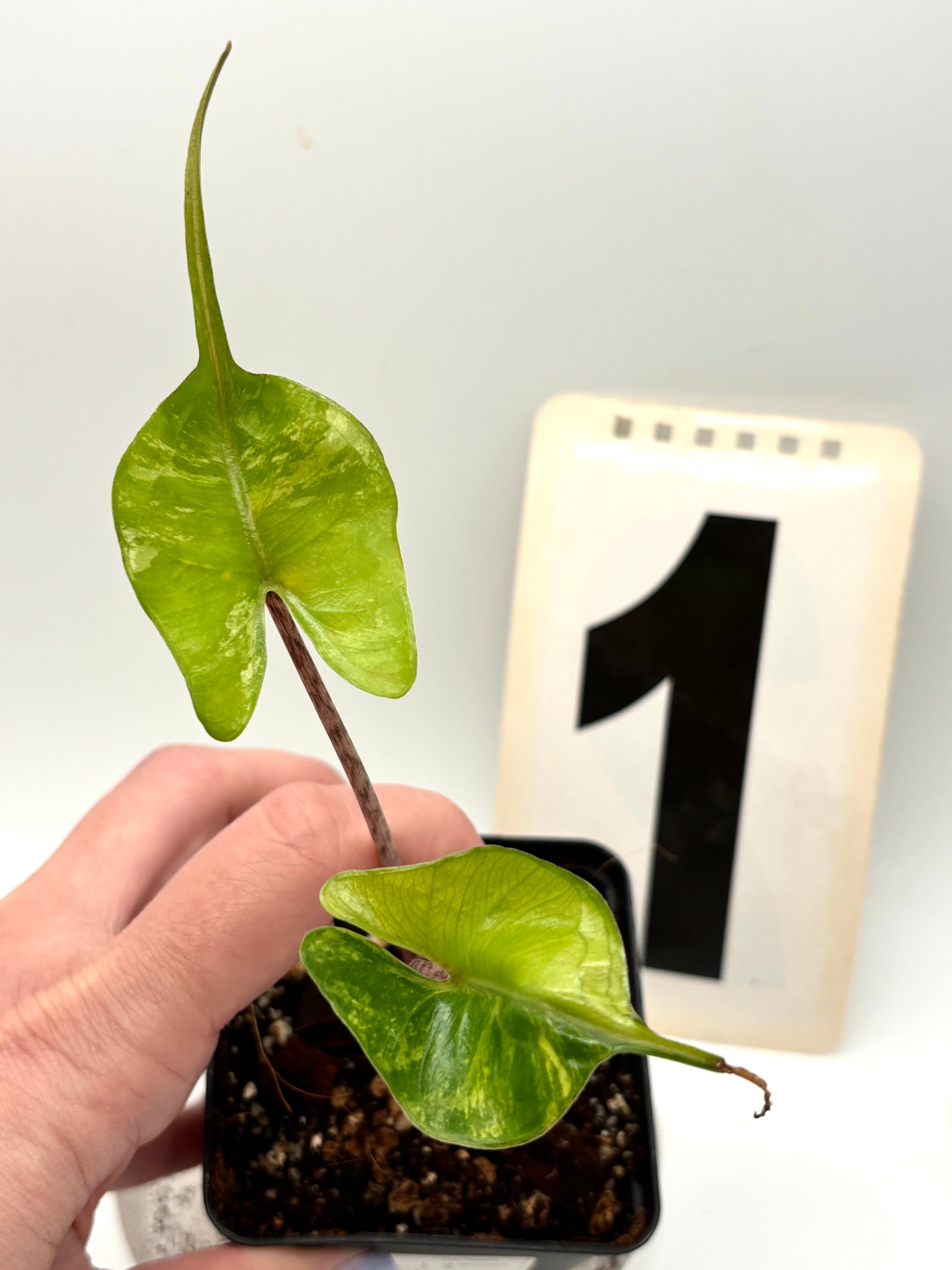 Alocasia Stingray Variegata
