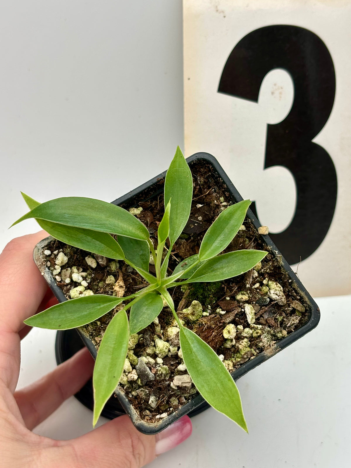 Philodendron Joepii von Exotic-Flowers, grüne Pflanze mit markanten, herzförmigen Blättern, Nahaufnahme der Blätter und Stängel