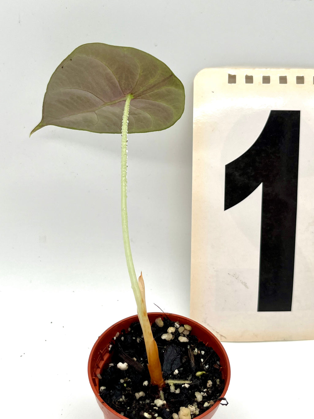 Alocasia Sedenii