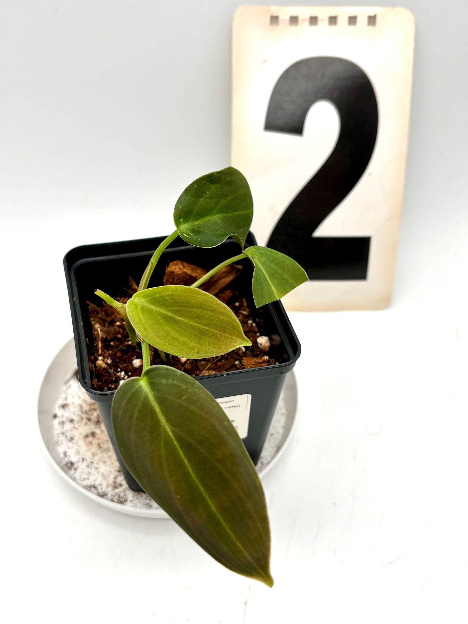 Philodendron Gigas - Exotic-Flowers