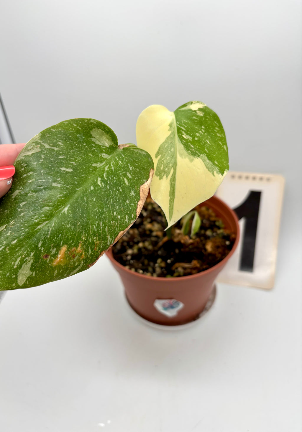 Monstera Thai Constellation