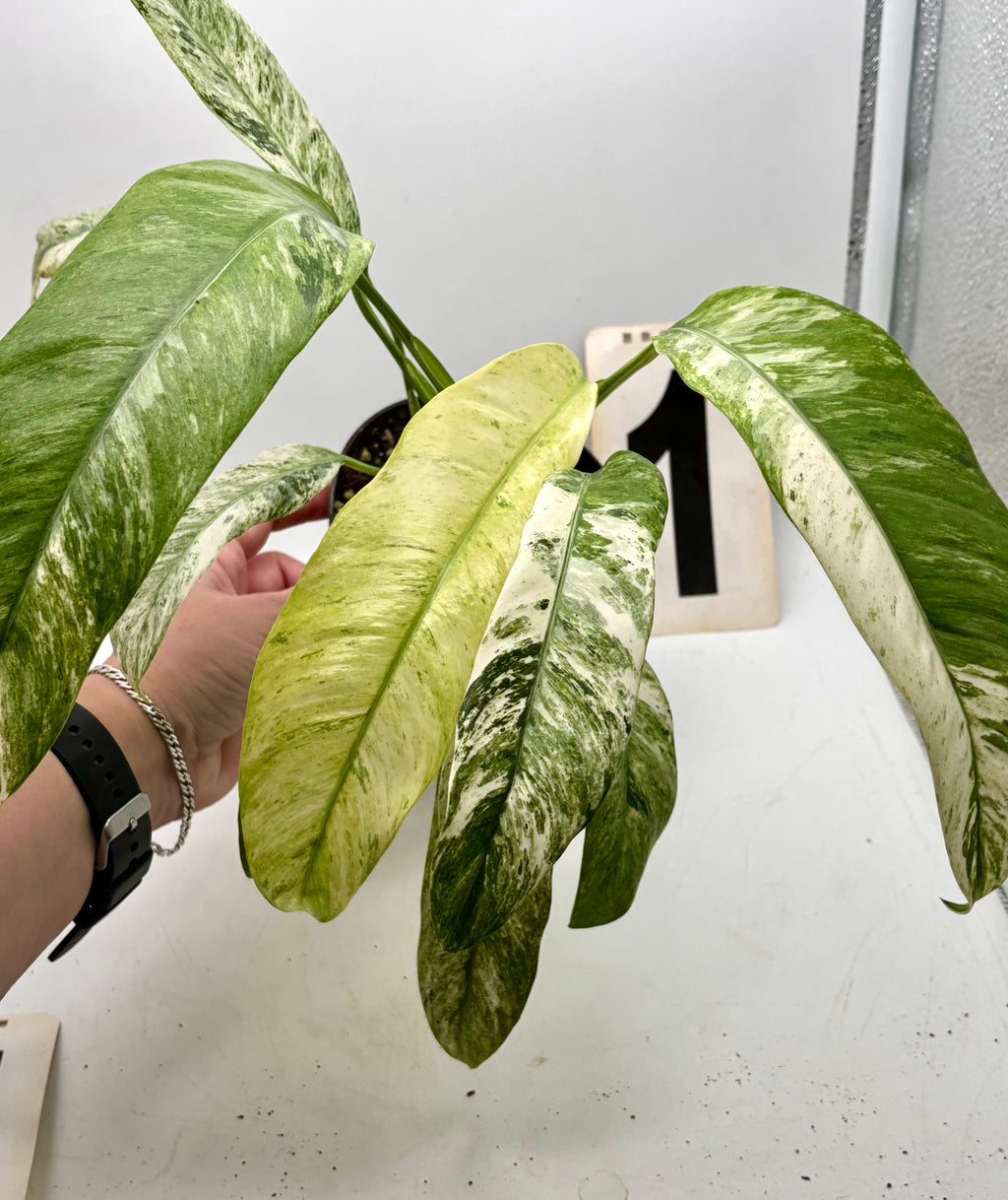 Variegierte Epipremnum Giganteum Pflanze von Exotic-Flowers mit grünen und cremefarbenen Blättern, lebendige Zimmerpflanze