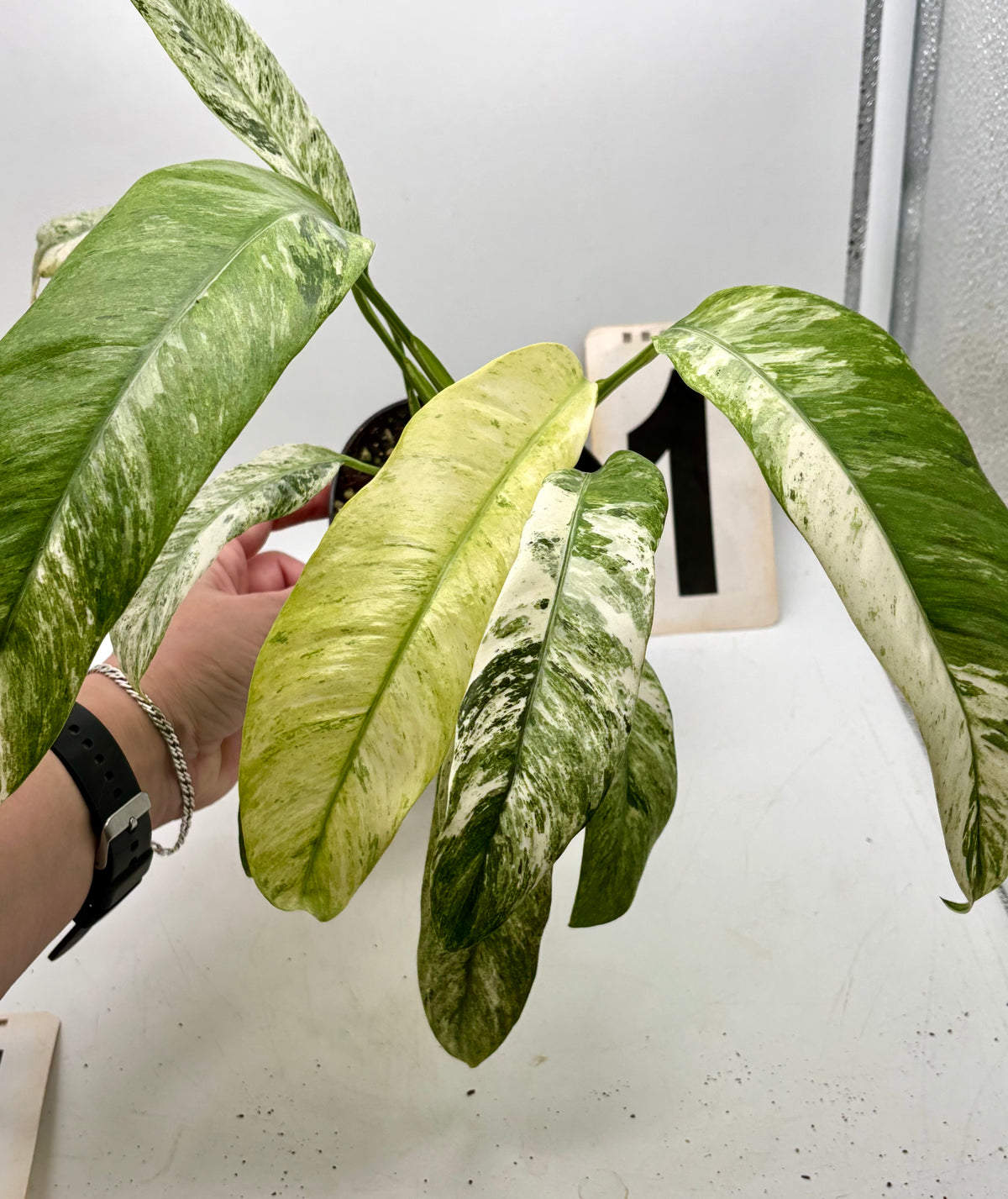 Variegierte Epipremnum Giganteum Pflanze von Exotic-Flowers mit grünen und cremefarbenen Blättern, lebendige Zimmerpflanze