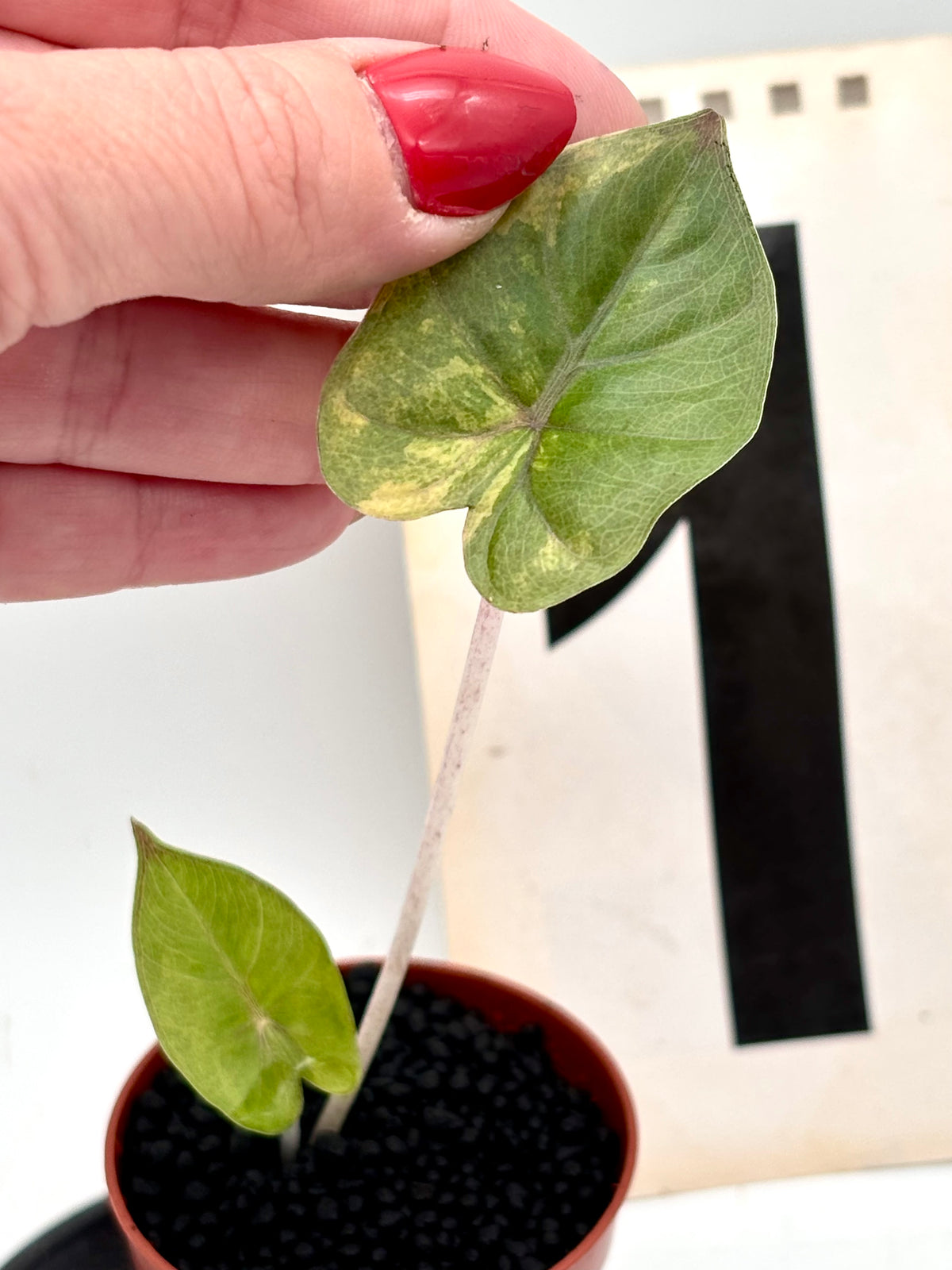 Alocasia Yucatan Princess Variegata