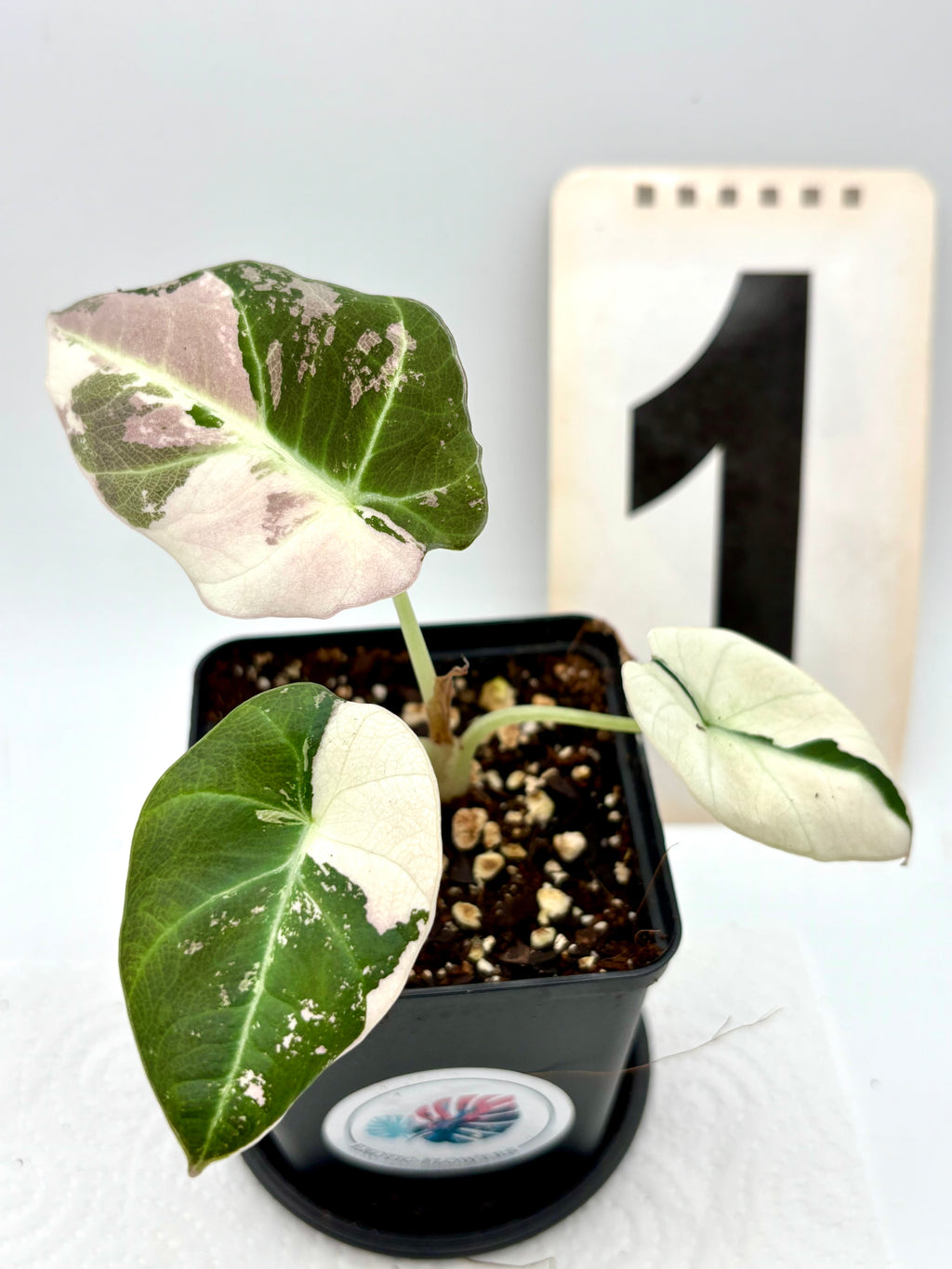 Alocasia Black Velvet Variegata