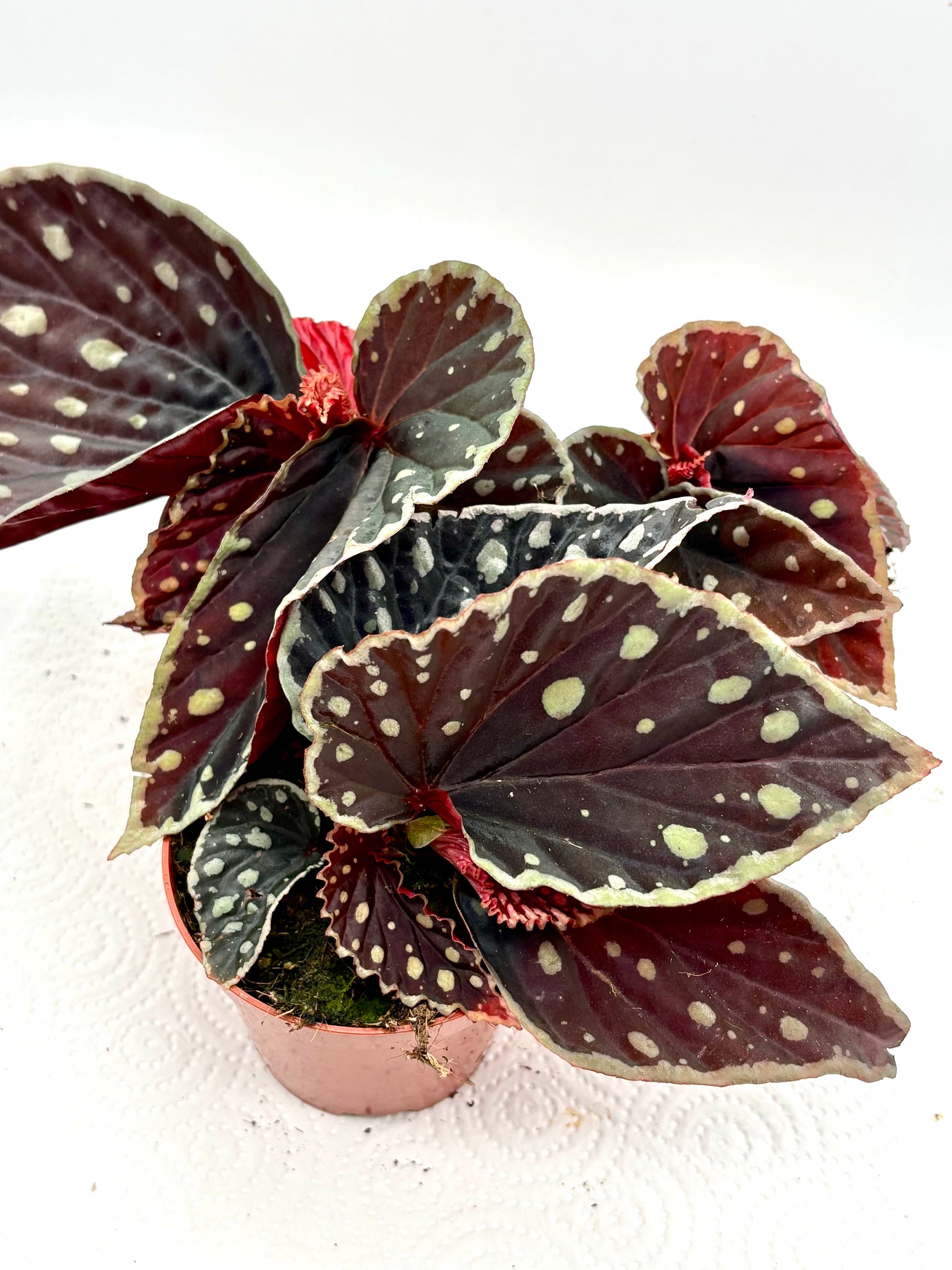 Begonia Firefly von Exotic-Flowers mit leuchtenden roten und grünen Blättern, Pflanze in Blumentopf auf einer Fensterbank