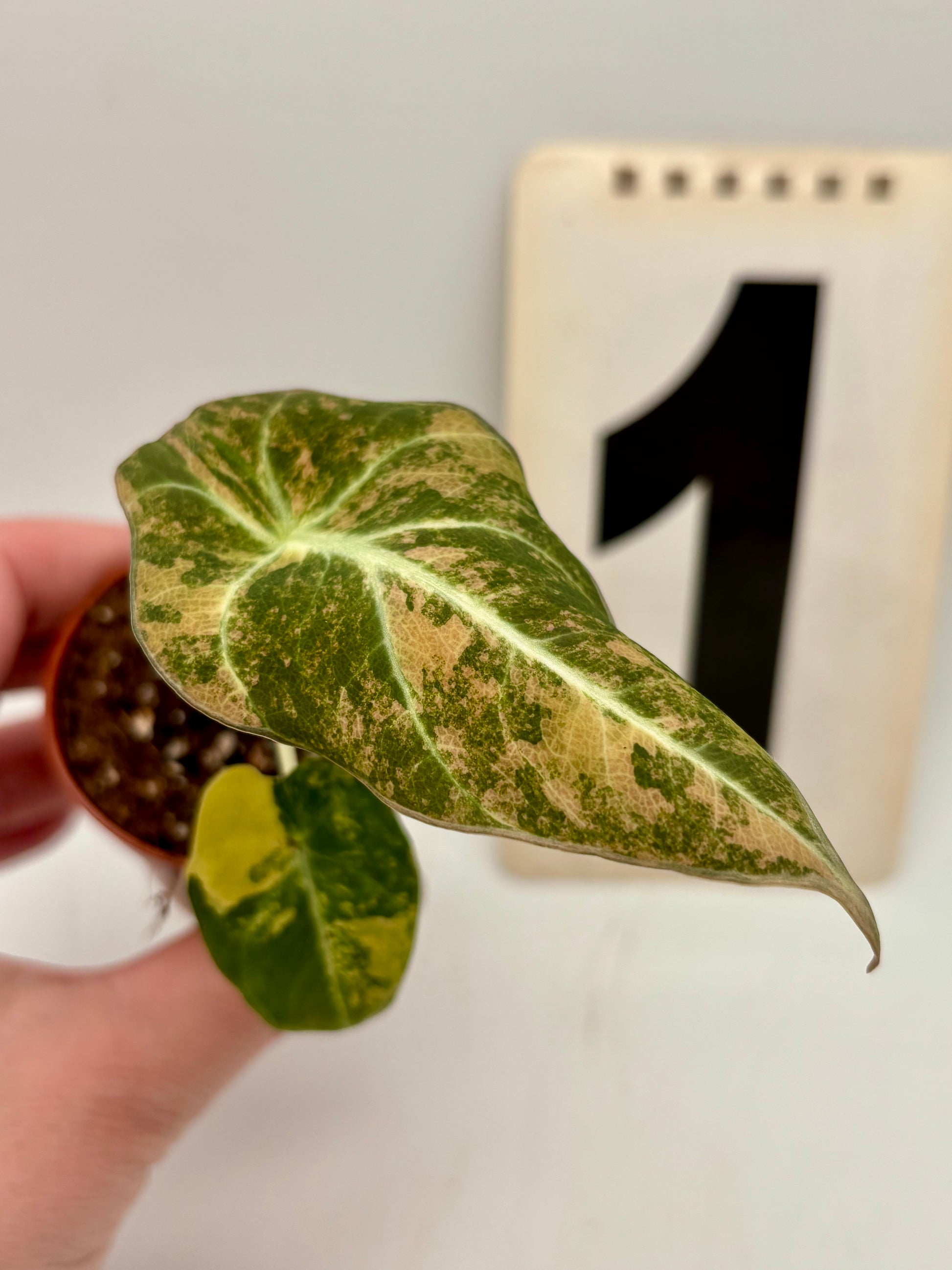 Alocasia Black Velvet Aurea Variegata