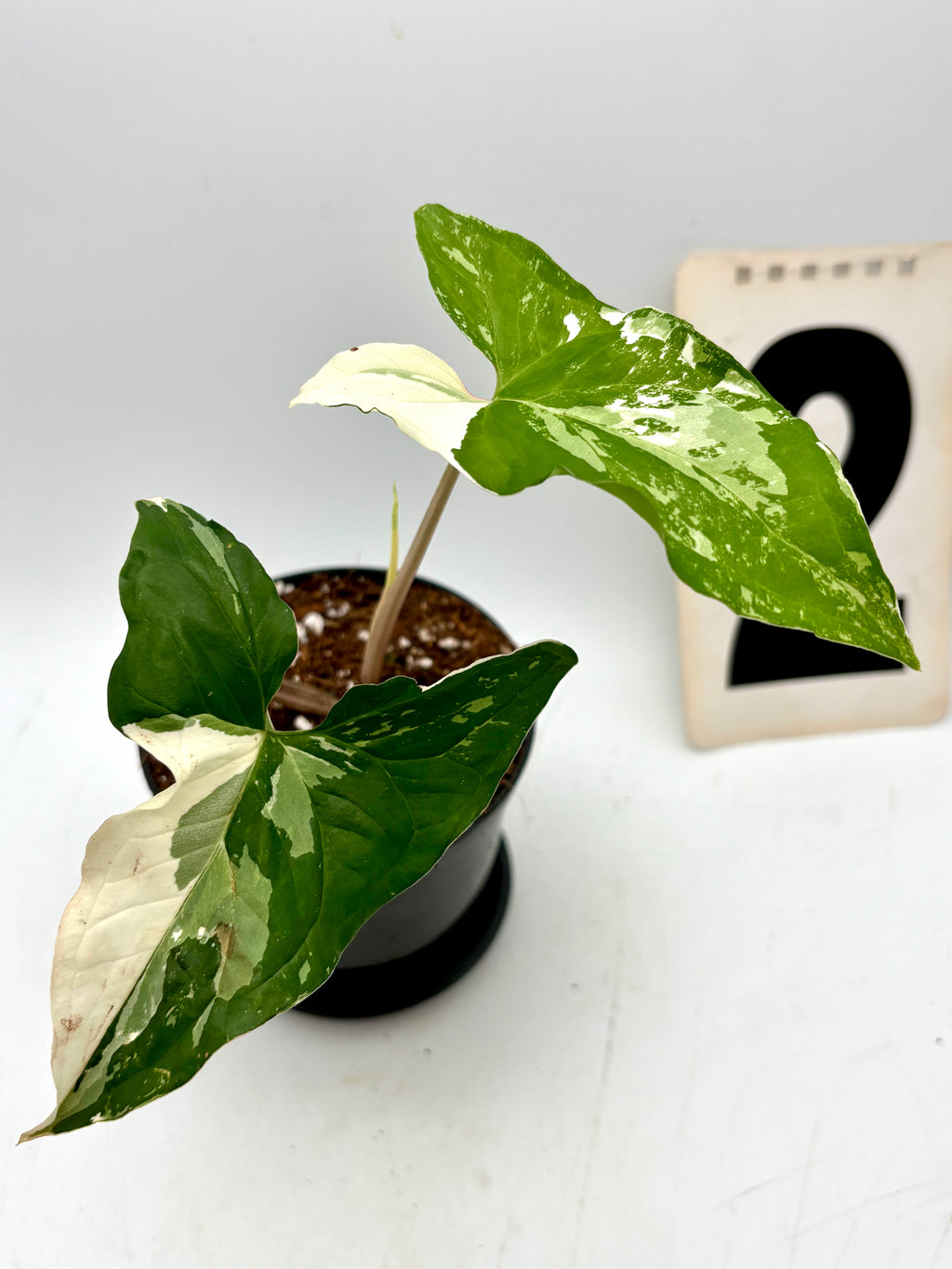 Hochwertiges Syngonium Albo Variegata von Exotic-Flowers mit cremeweißen und grünen Blättern, Zimmerpflanze, Nahaufnahme