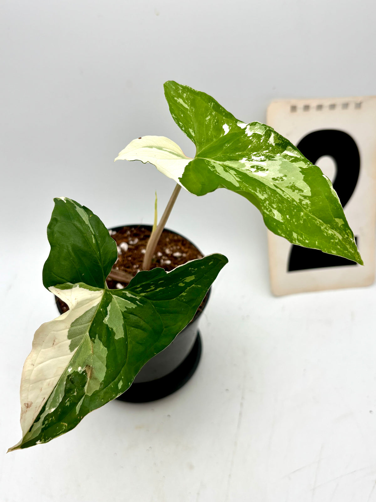 Hochwertiges Syngonium Albo Variegata von Exotic-Flowers mit cremeweißen und grünen Blättern, Zimmerpflanze, Nahaufnahme