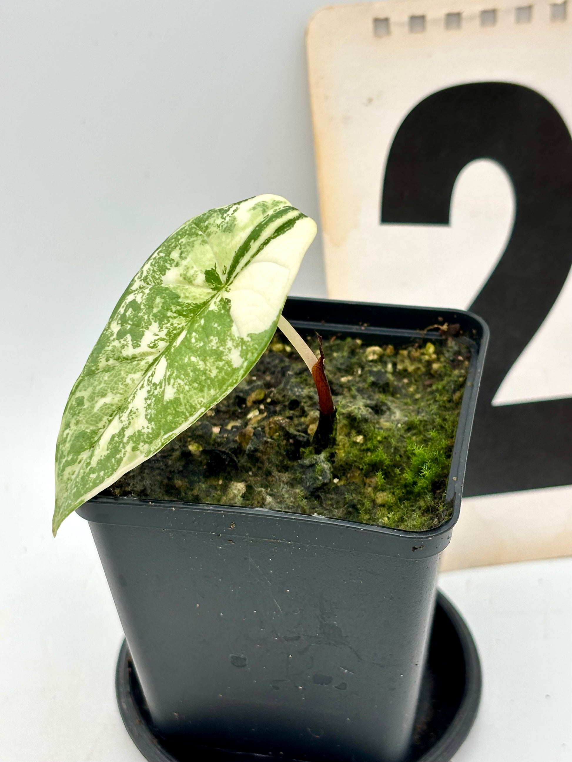 Alocasia Platinum Albo Variegata Pflanze mit großen, grün-weißen Blättern, von Exotic-Flowers, im Top.
