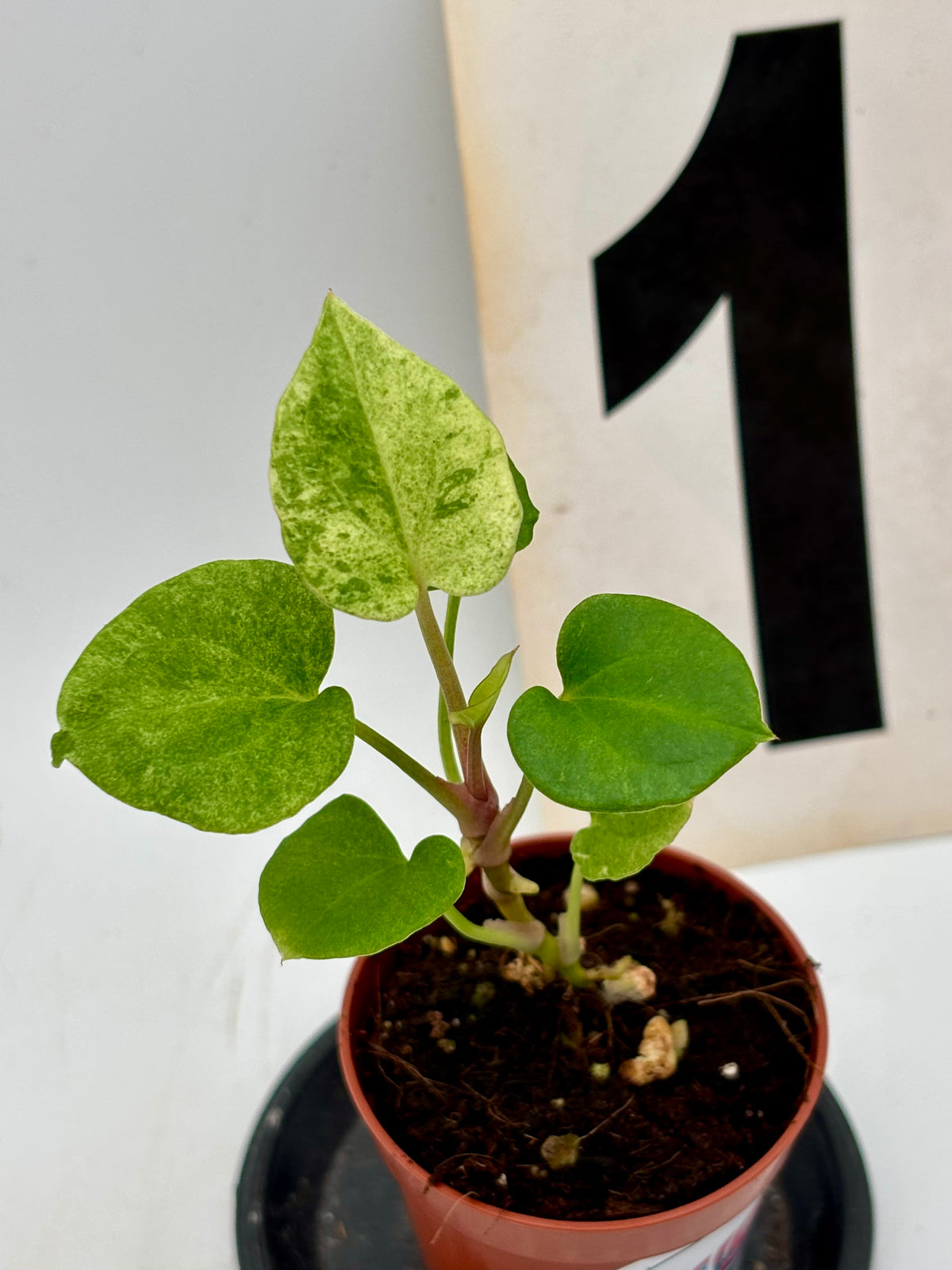 Anthurium Dark Phoenix Variegata von Exotic-Flowers mit dunkelroten, variierten Blättern auf einem Topf sitzend.