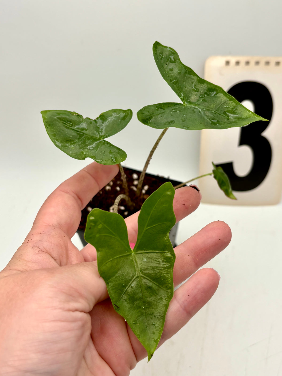 Alocasia Nycteris Pflanze mit großen, blattähnlichen Blättern in grüner Farbe, exotisch und auffällig, von Exotic-Flowers.