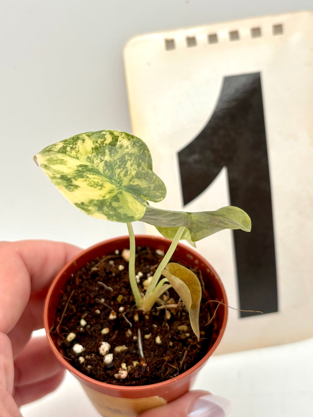 Alocasia Cuprea Golden Latte Variegata