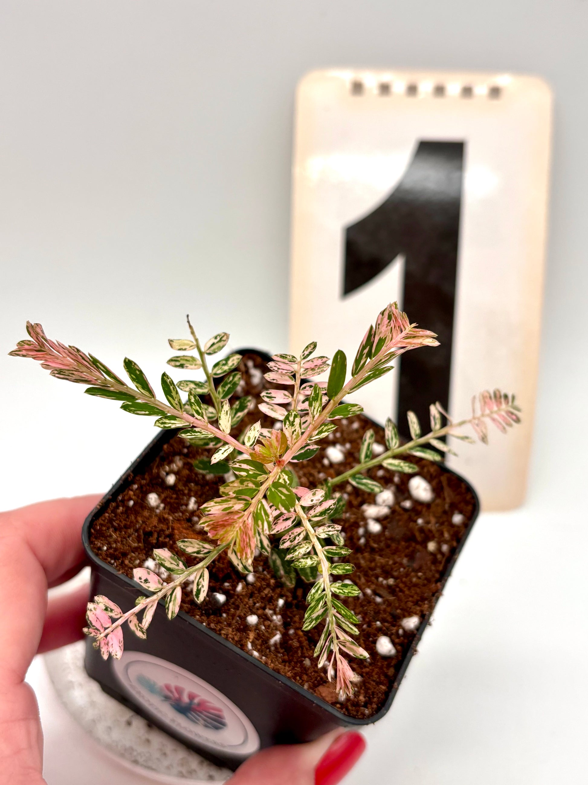 Phyllanthus Urinaria Pink Variegata