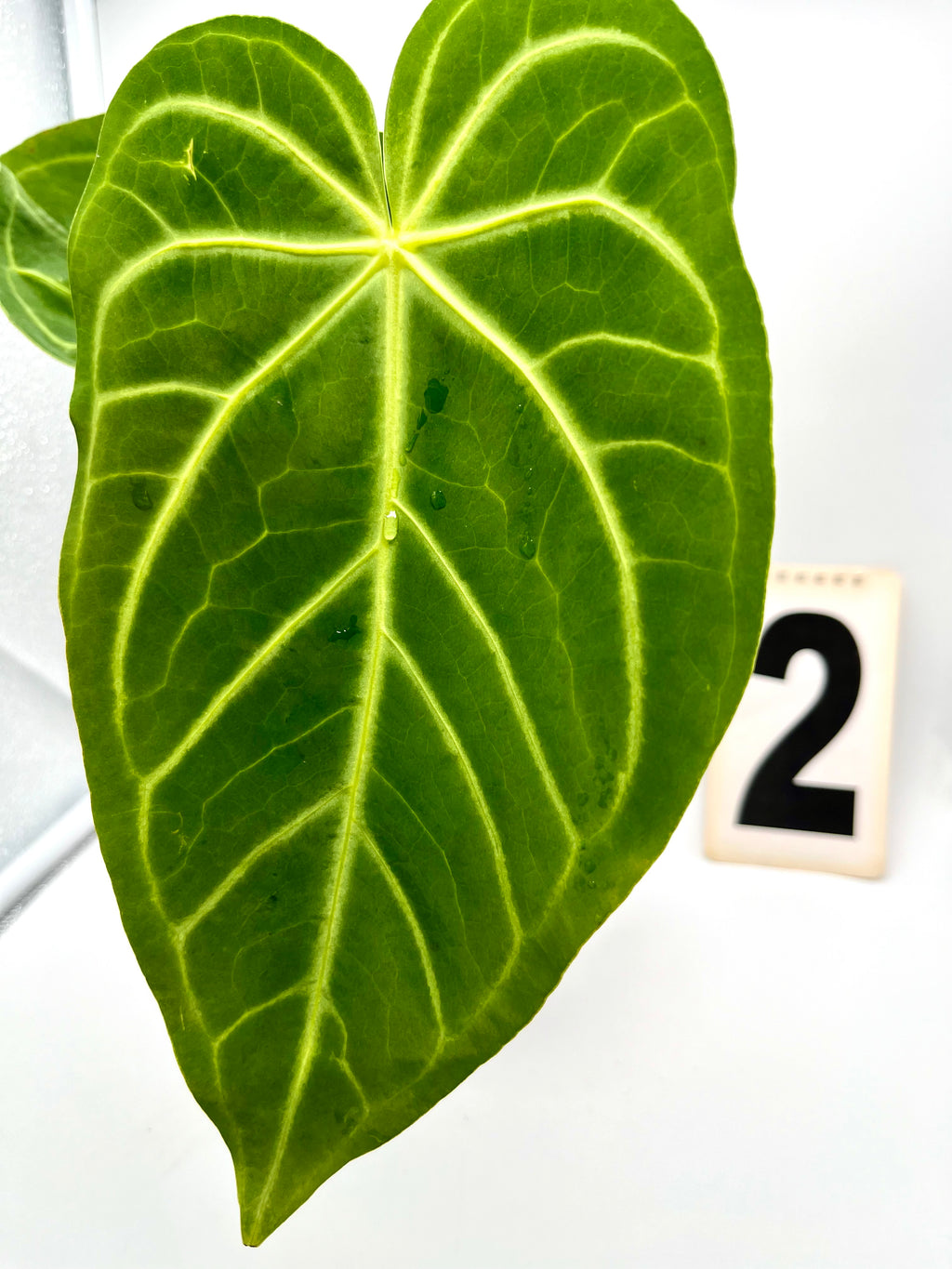 Anthurium Papillilaminum x Magnificum