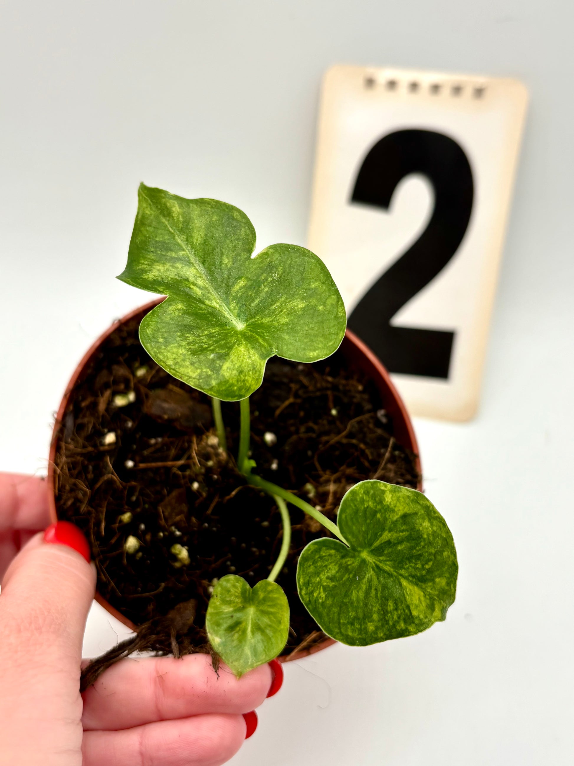 Alocasia London Eye Variegata