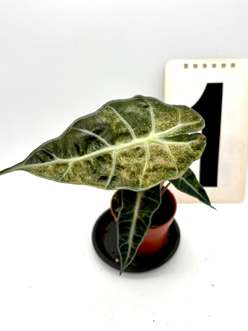 Alocasia Polly Aurea Variegata Pflanze mit grünen und gelblichen Blättern, dekorative Zimmerpflanze von Exotic-Flowers