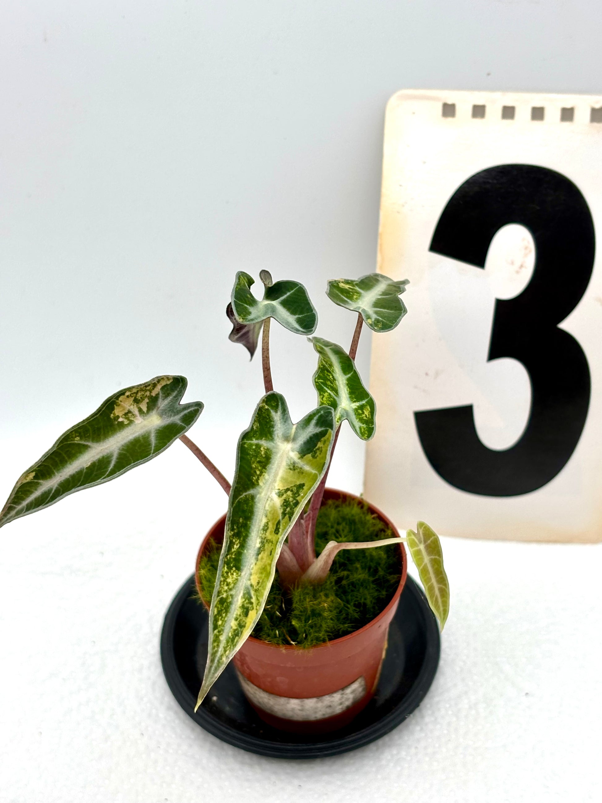 Alocasia Bambino Aurea Variegata Pflanze mit grünen und gelben variegierten Blättern, exotische Zimmerpflanze von Exotic-Flowers