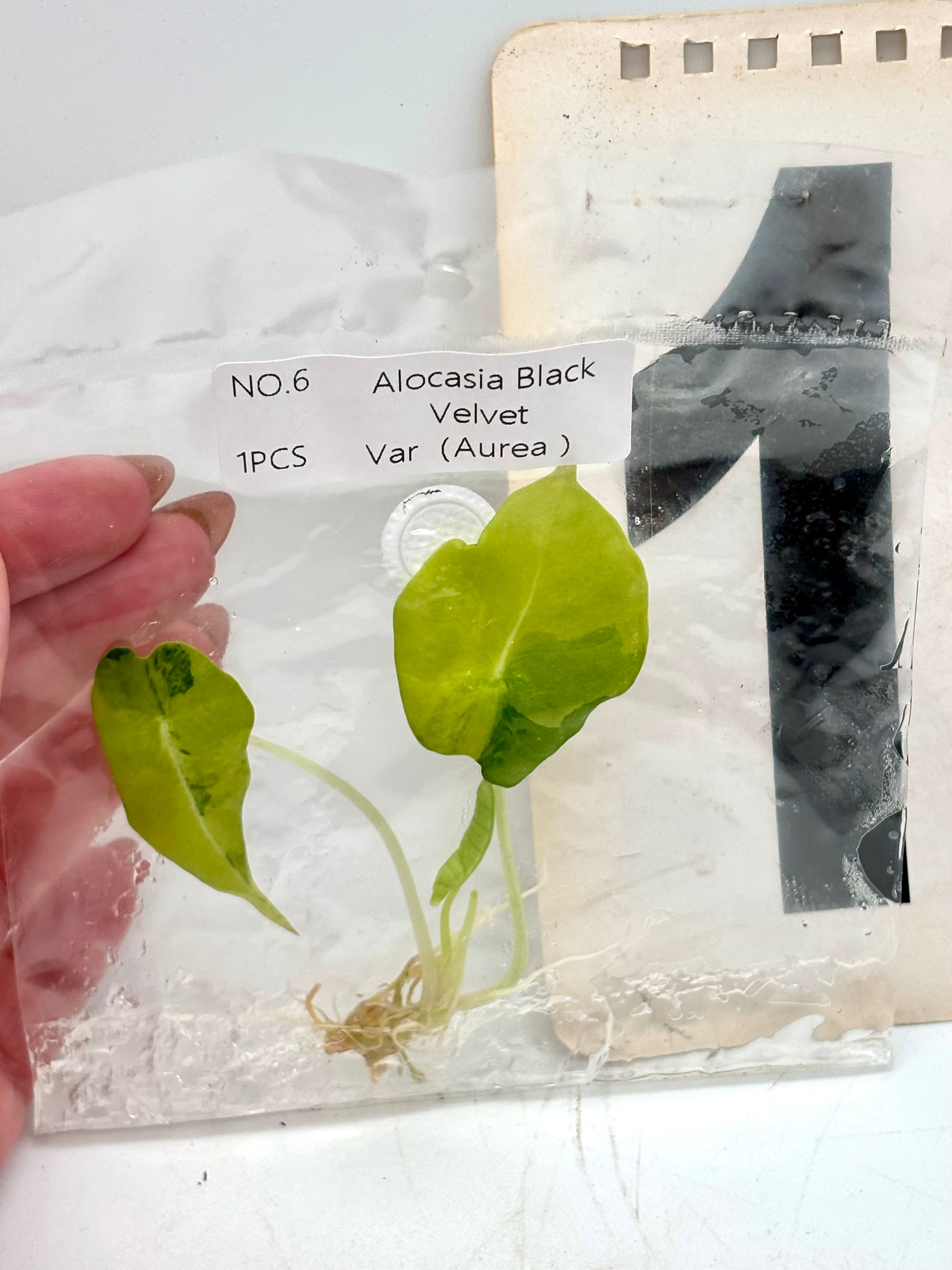 TC - Alocasia Black Velvet Aurea Variegata