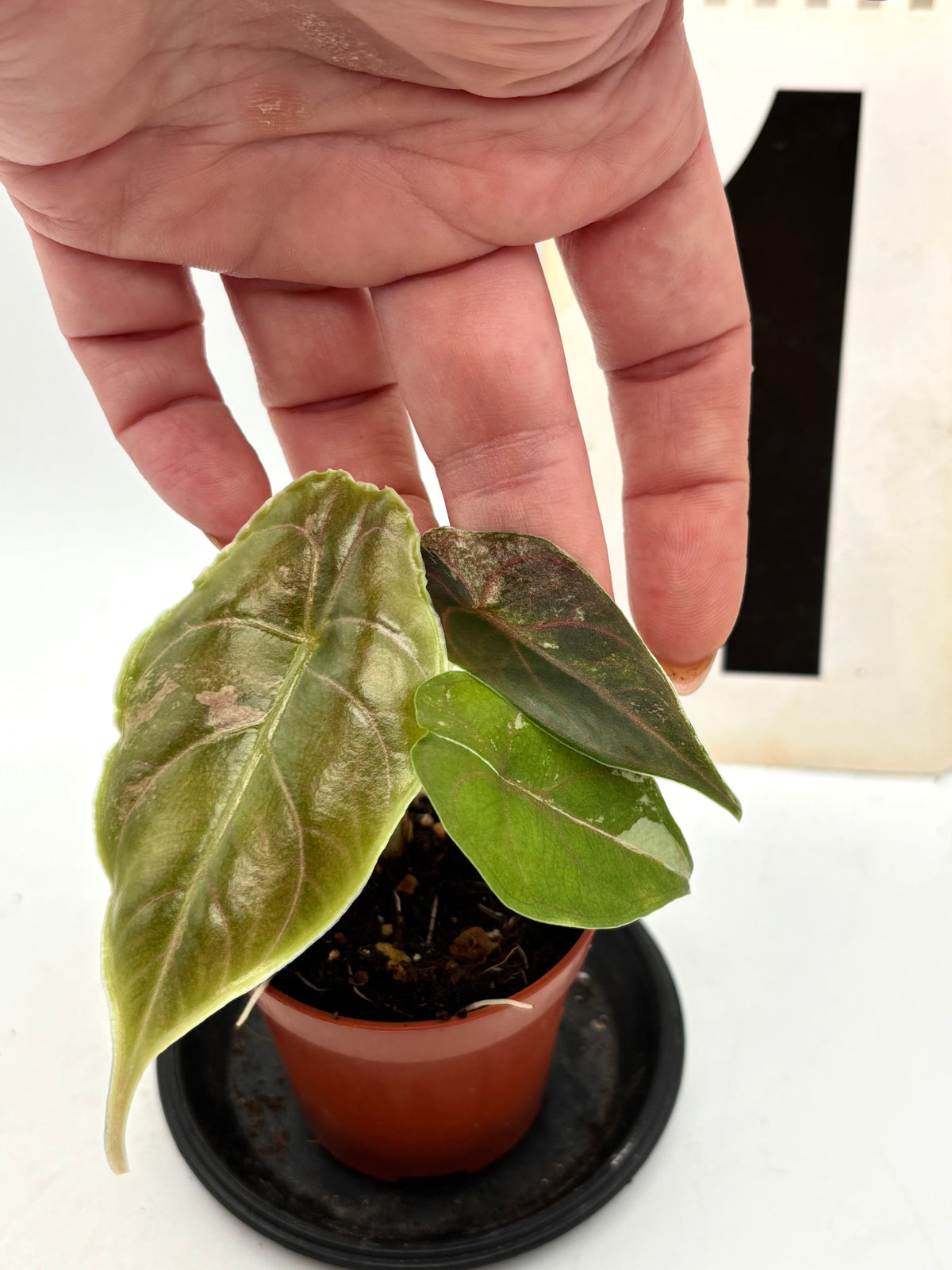 Alocasia Azlanii Variegata