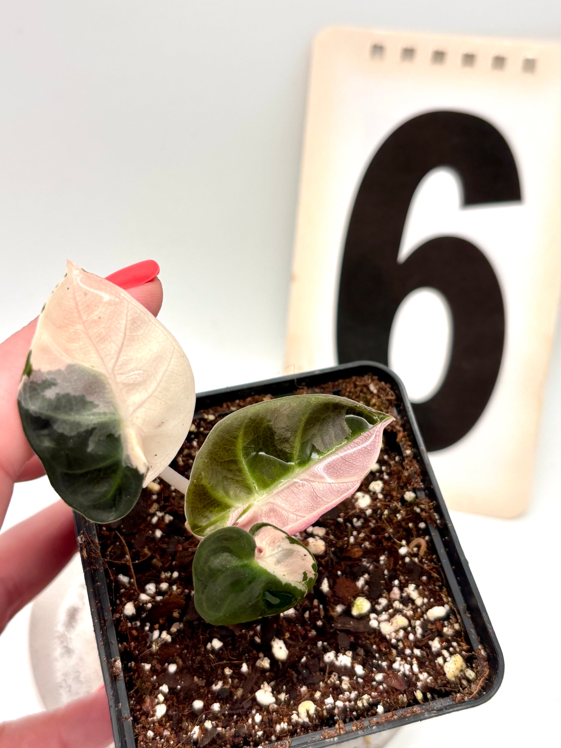 Alocasia Balloon Heart Variegata