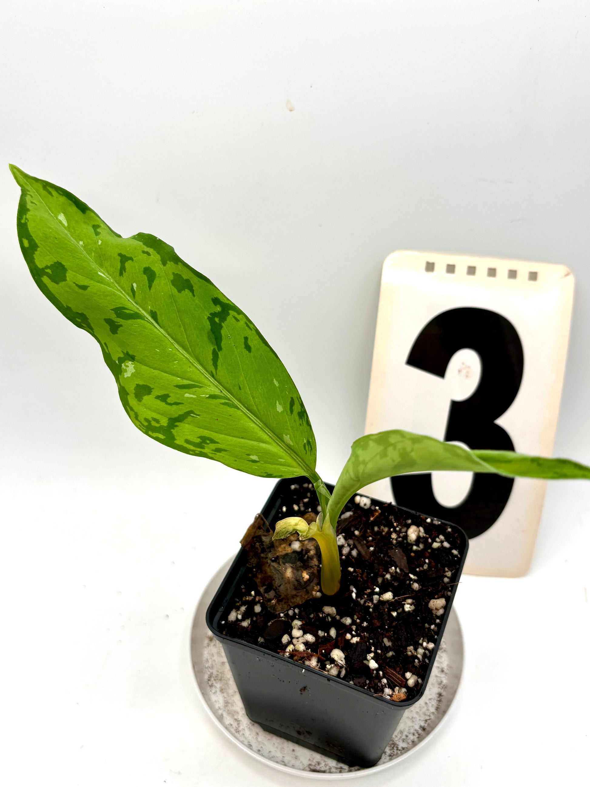 Aglaonema Pictum Tricolor - Star Spot