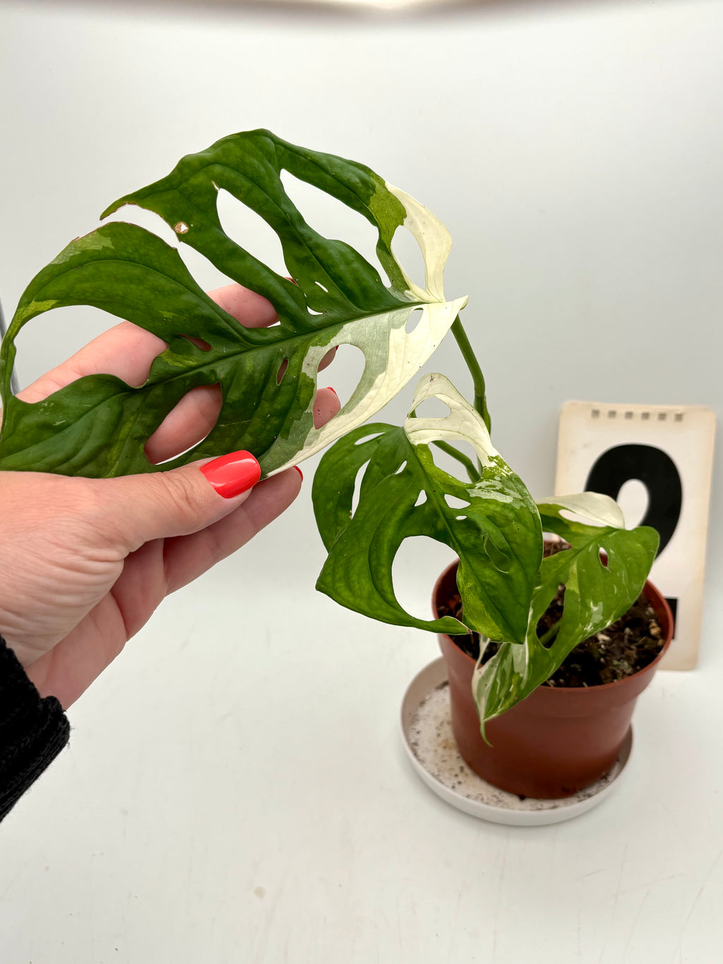 Monstera Adansonii Variegata - Exotic-Flowers