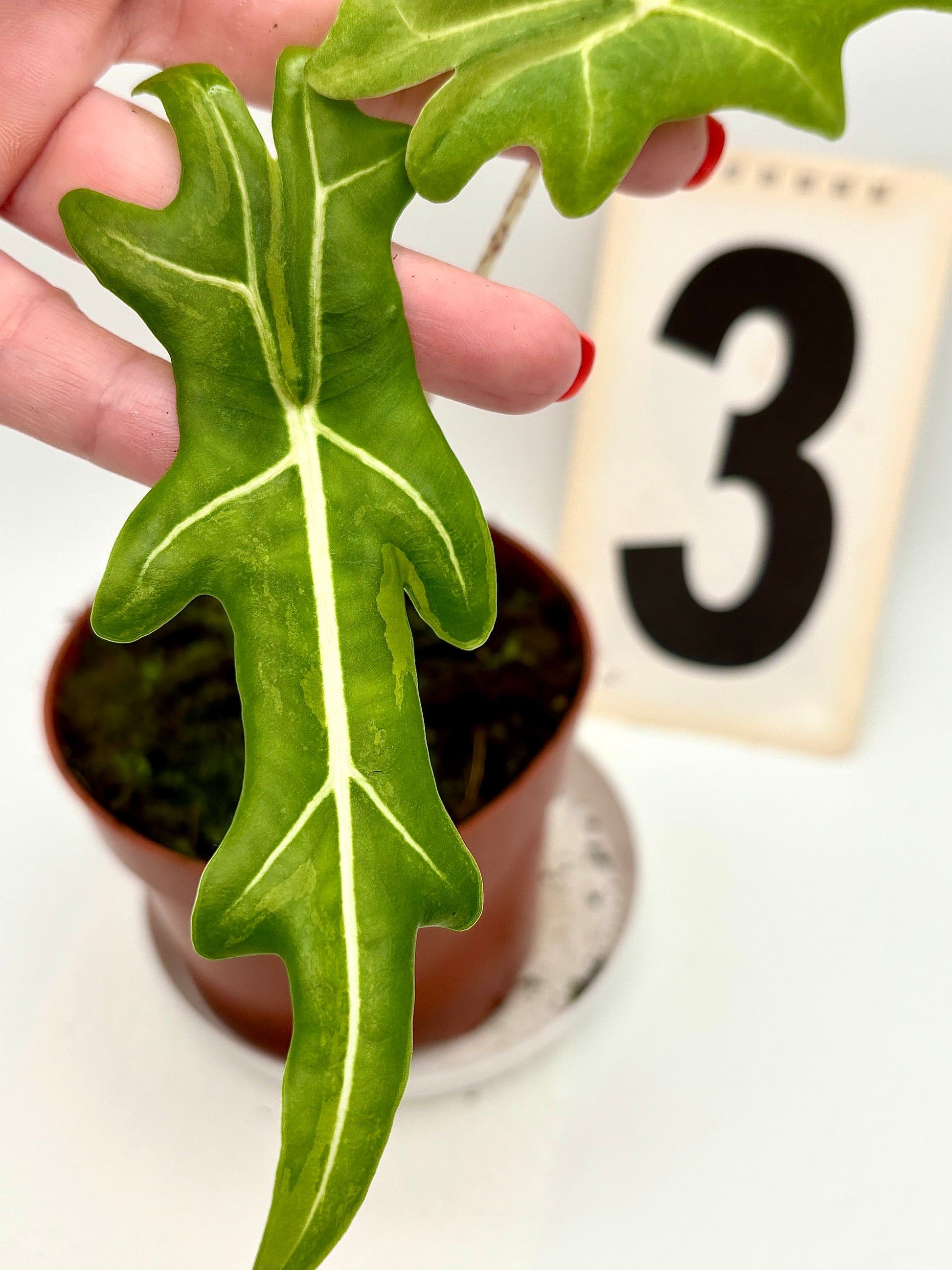 Alocasia Portei Variegata