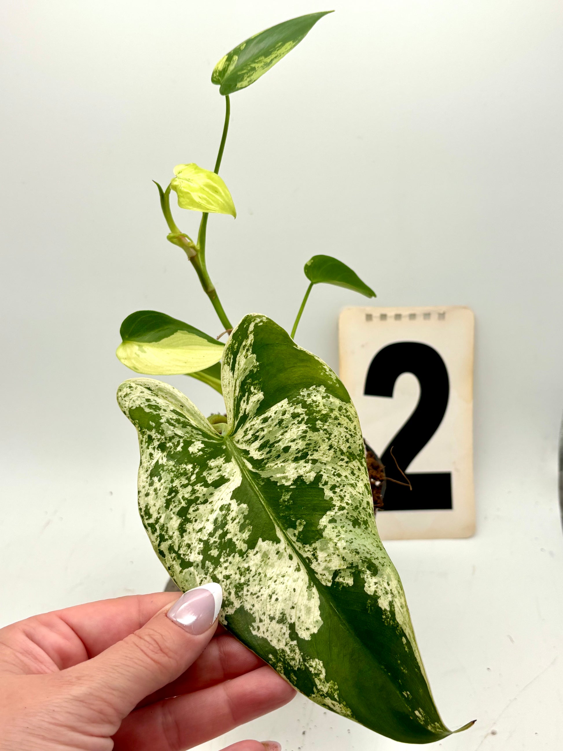 Grüner Philodendron Ilsemanii von Exotic-Flowers mit großen, herzförmigen Blättern auf einem Topf sitzend