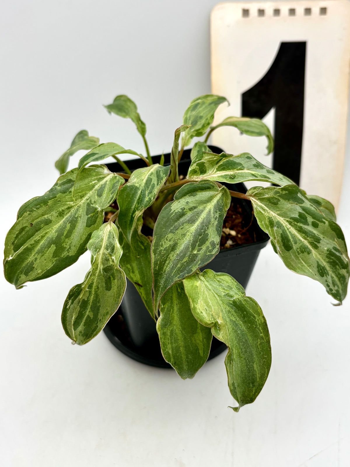 Jungpflanze des Philodendron Gloriosum Variegata / Snow Leopard mit grün-weißen Blättern, im Topf, auf natürlichem Hintergrund