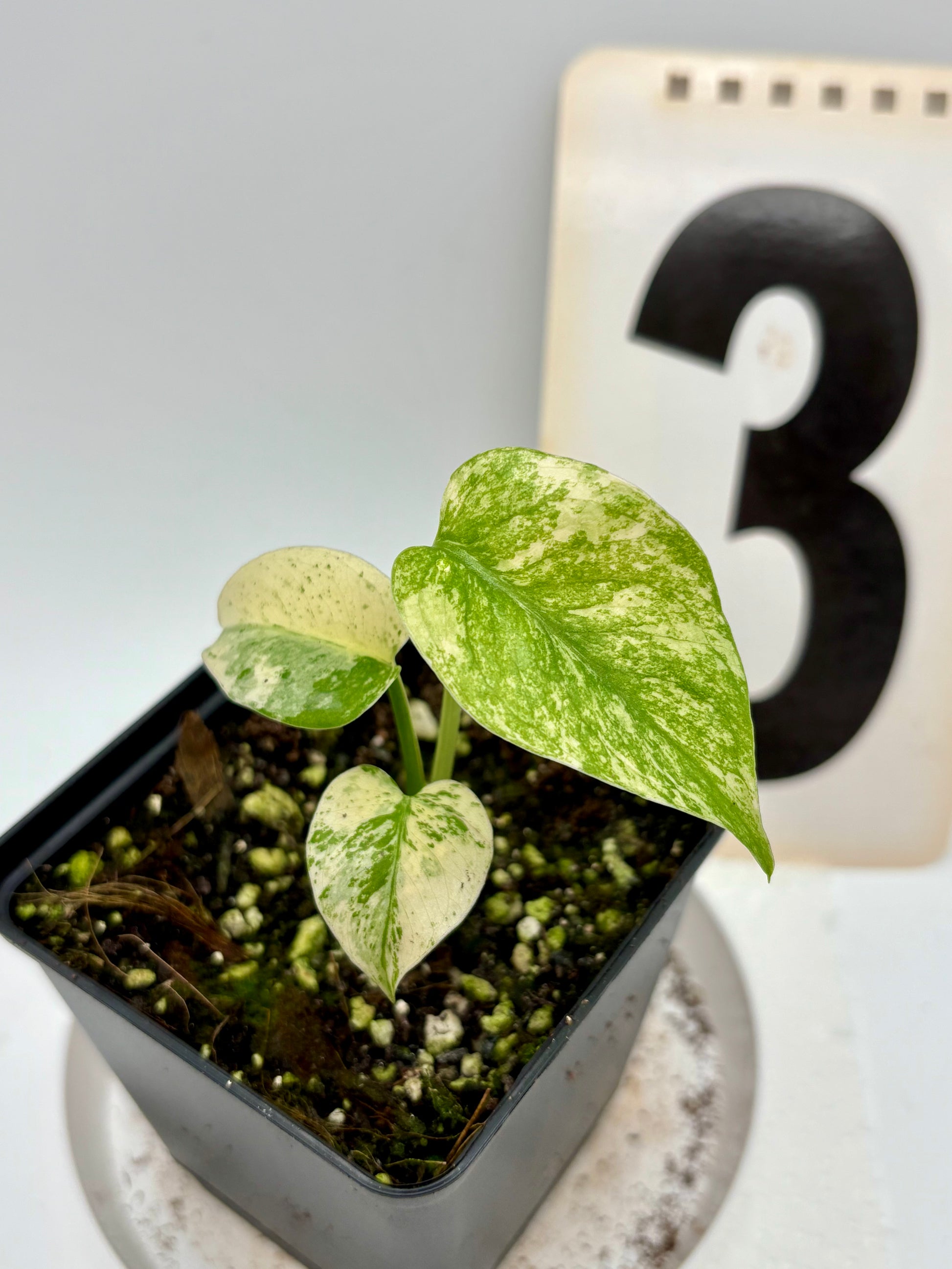 Monstera White Monster