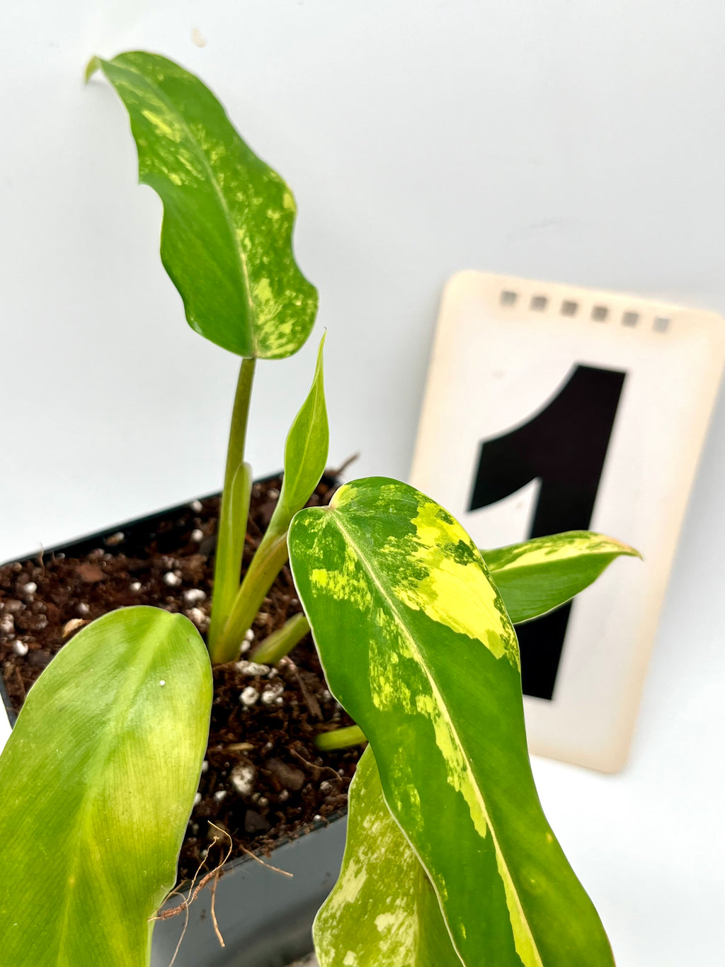 Philodendron Siam Sunrise / Domesticum Variegata