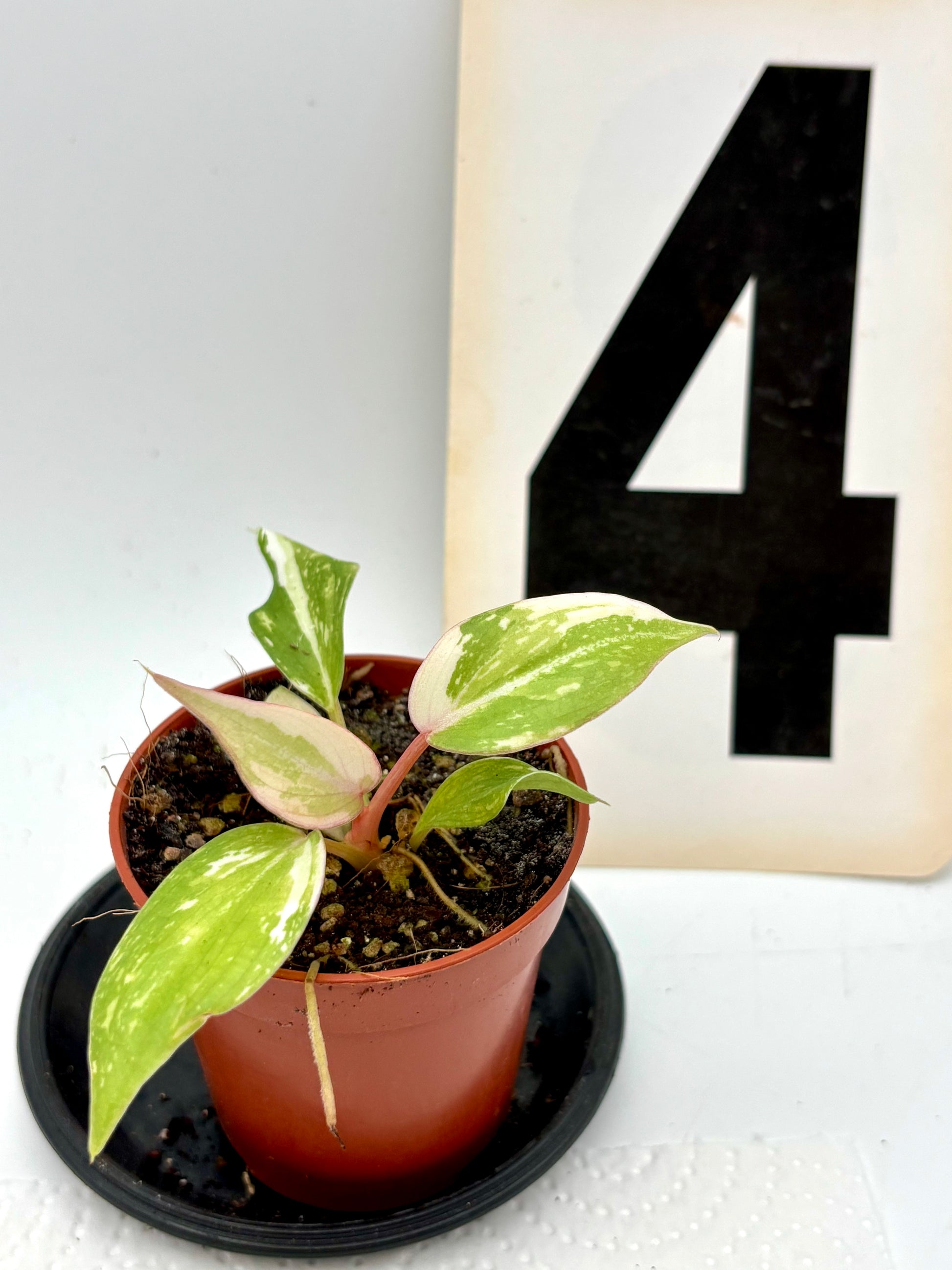 Philodendron Gloriosum Variegata Tricolor