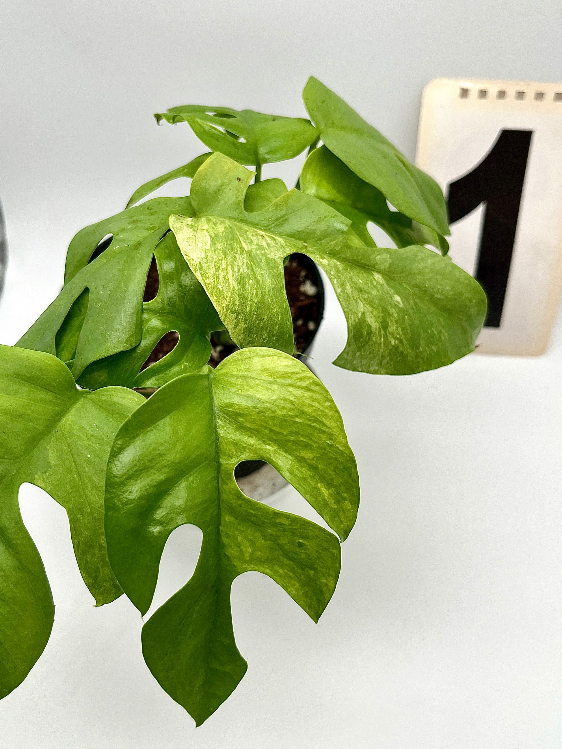 Rhaphidophora Tetrasperma Variegata Mint / Monstera Minima